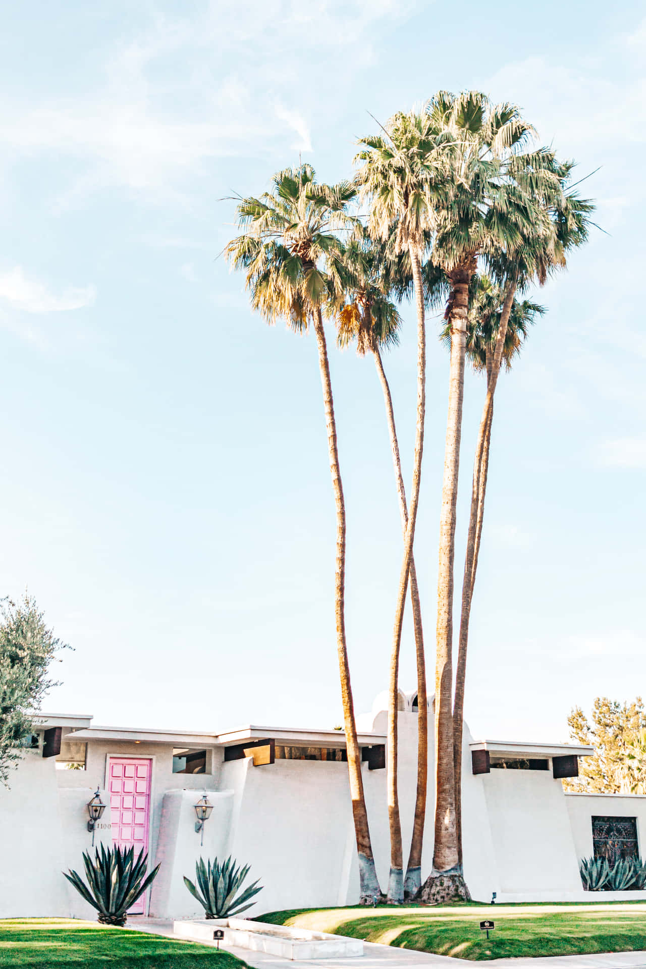 Palm Springs Tall Tree Background