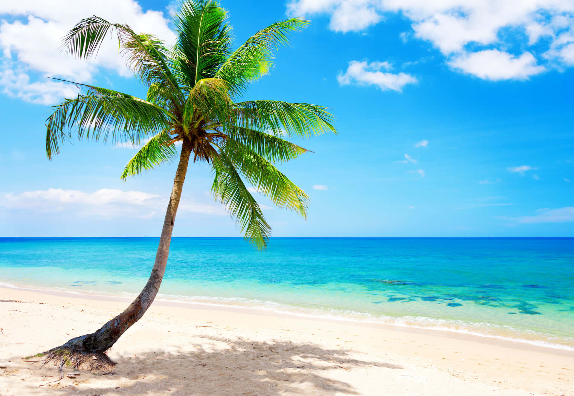 Palm Tree Beach Clear Blue Waters Background
