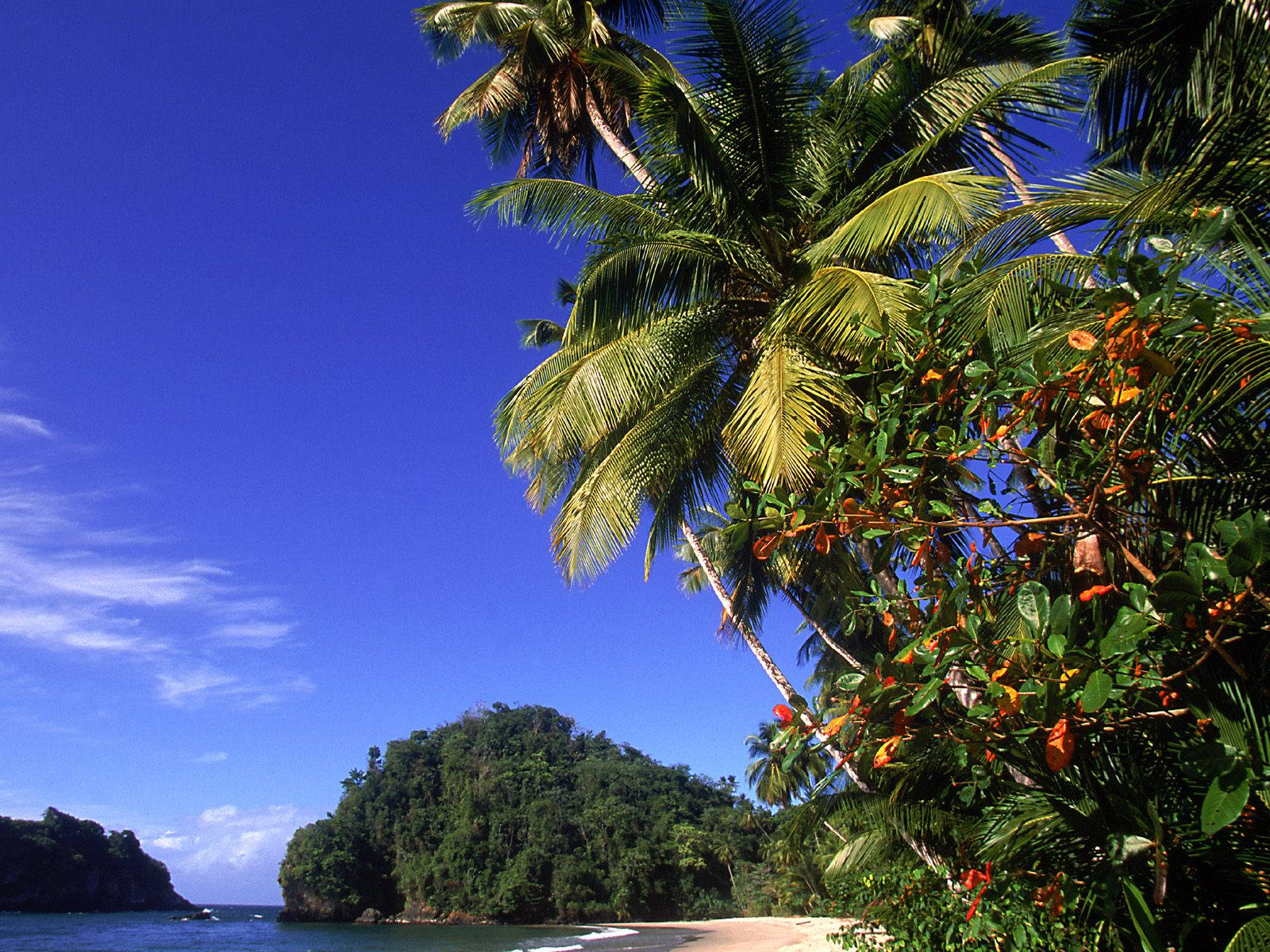 Palm Tree Beach Desktop Background