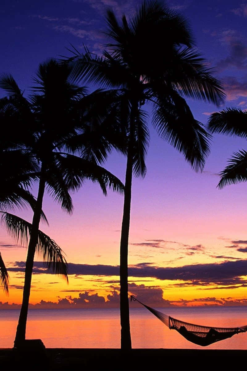 Palm Tree Beach Purple Orange Background