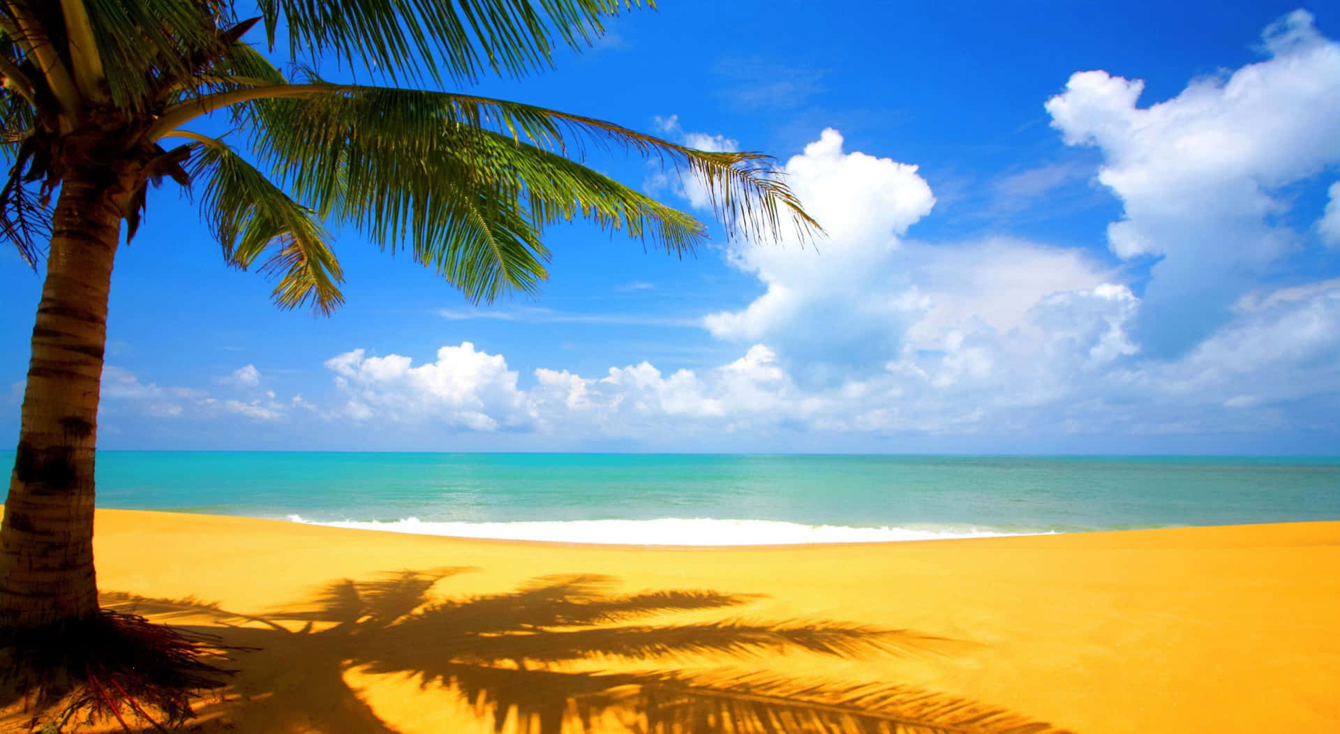 Palm Tree Beach Sunny Day
