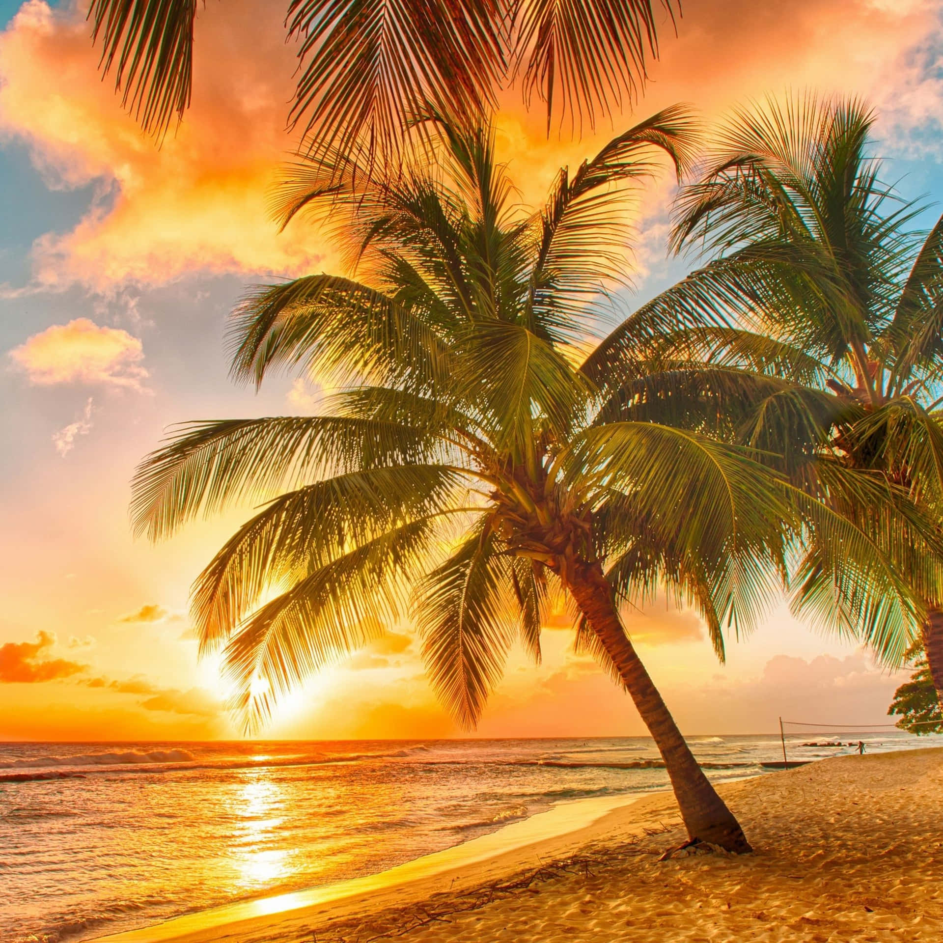 Palm Tree Beach Sunset Background