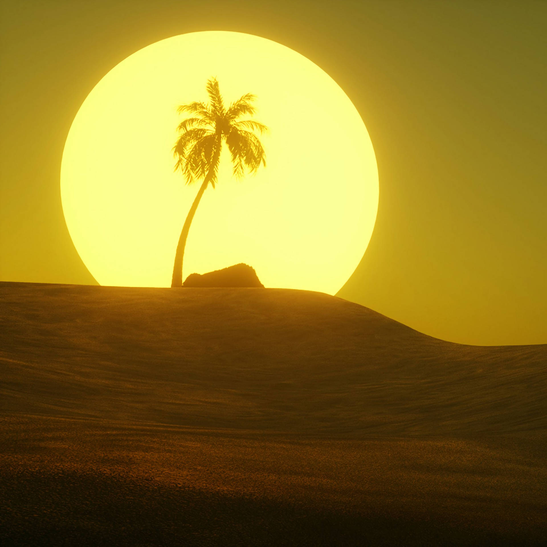 Palm Tree Desert Sun