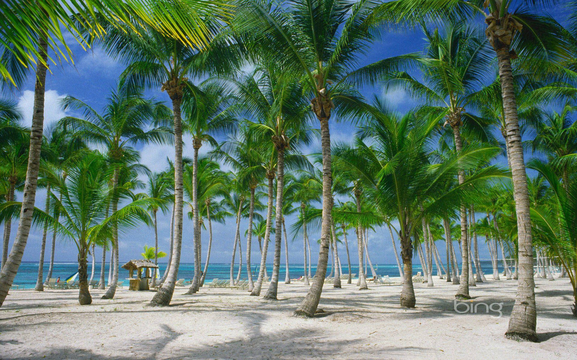 Palm Tree Forest Dominican Republic