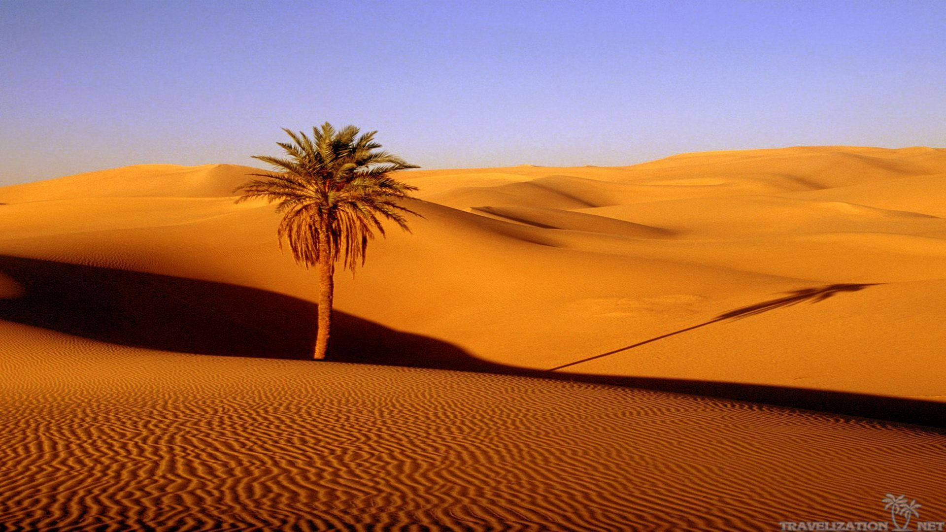 Palm Tree In Desert Background