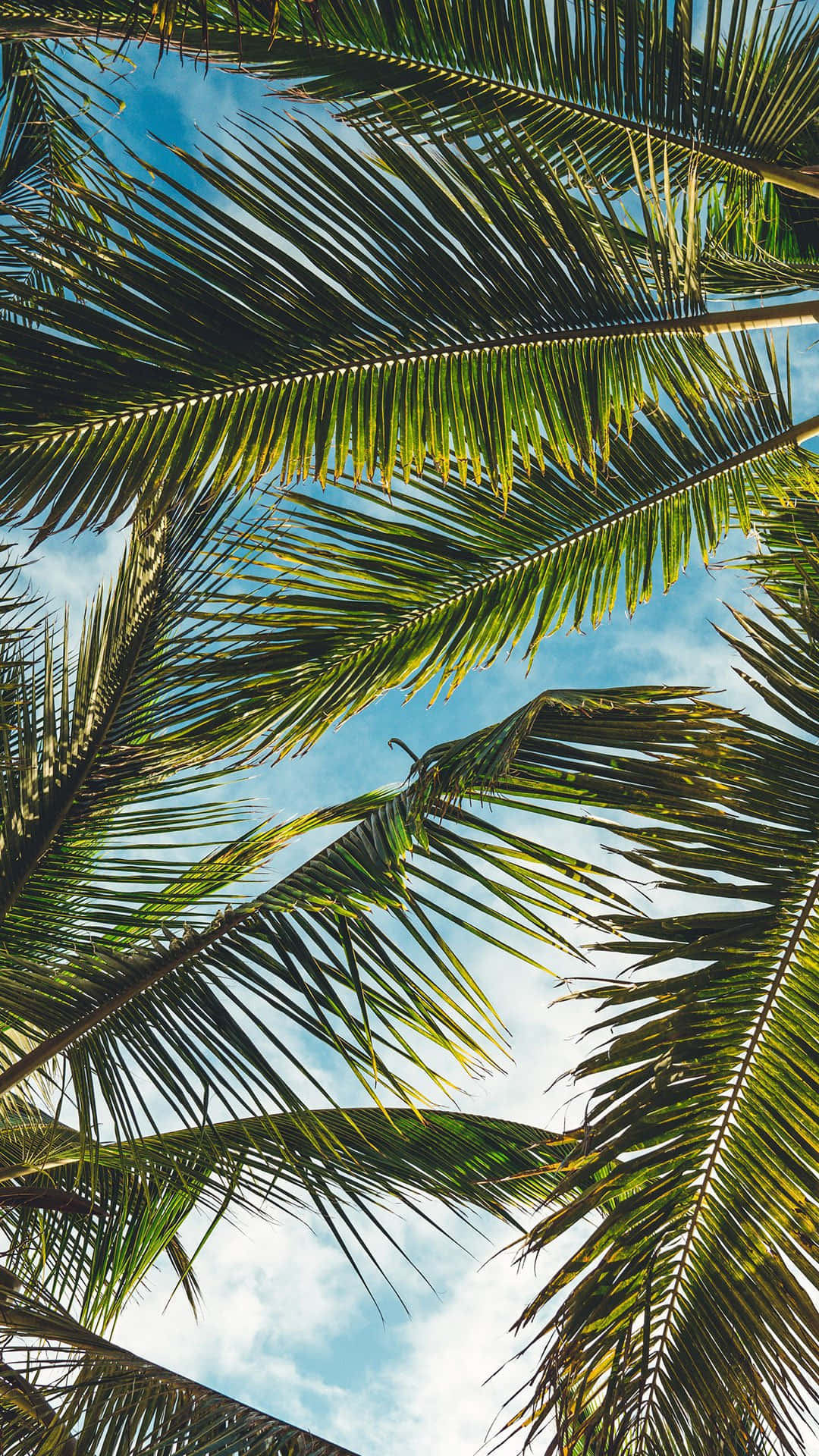 Palm Tree Leaves For Instagram Stories Background