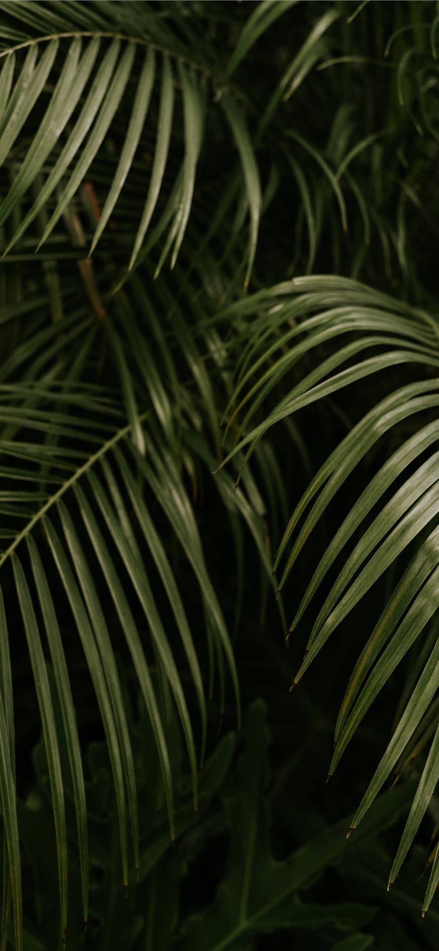 Palm Tree Leaves Iphone Background
