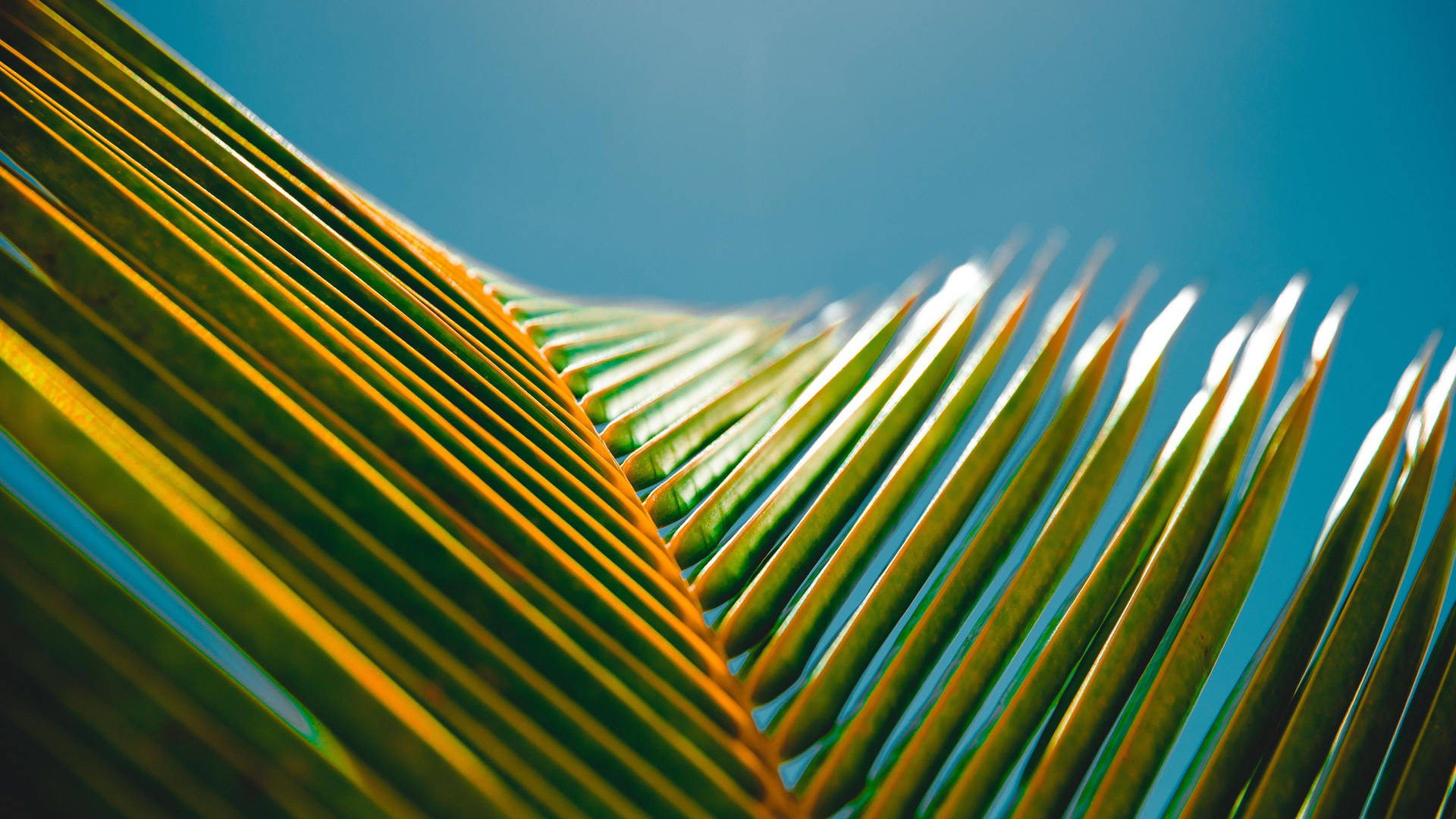 Palm Tree Leaves Macbook Pro 4k Background