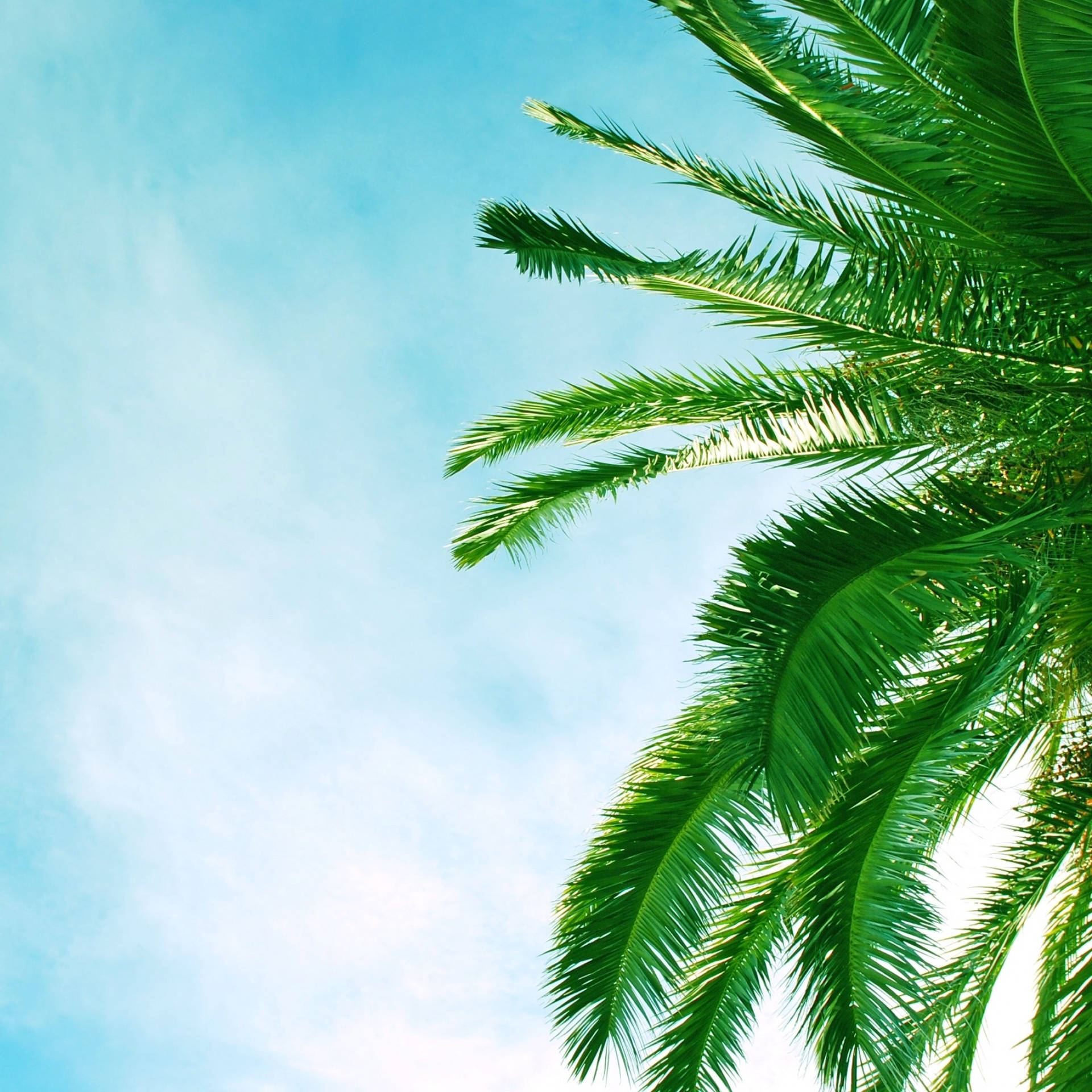 Palm Tree Leaves On Azure Sky Background