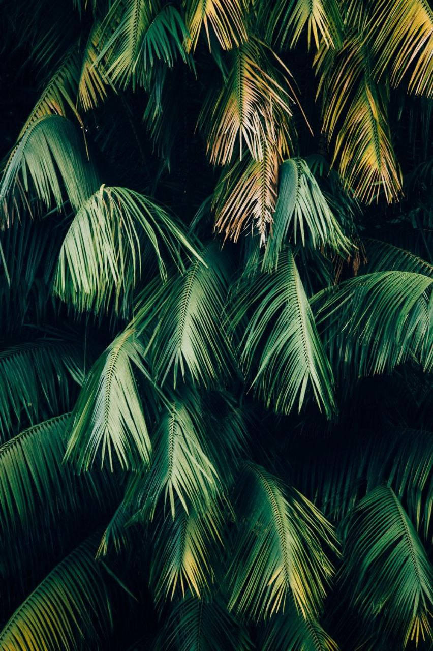Palm Tree Leaves Original Iphone 7 Background