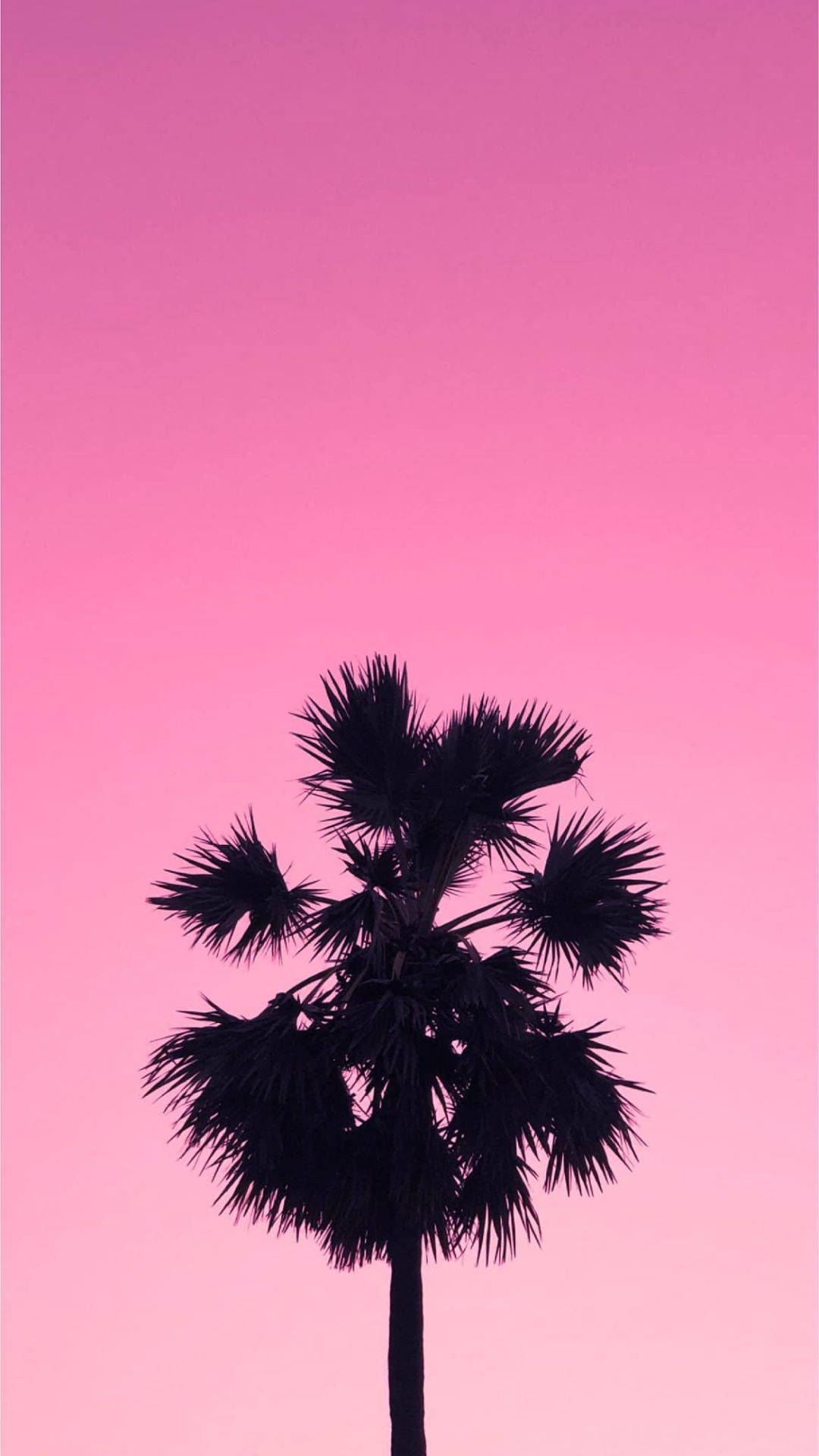 Palm Tree On Aesthetic Pink Sky