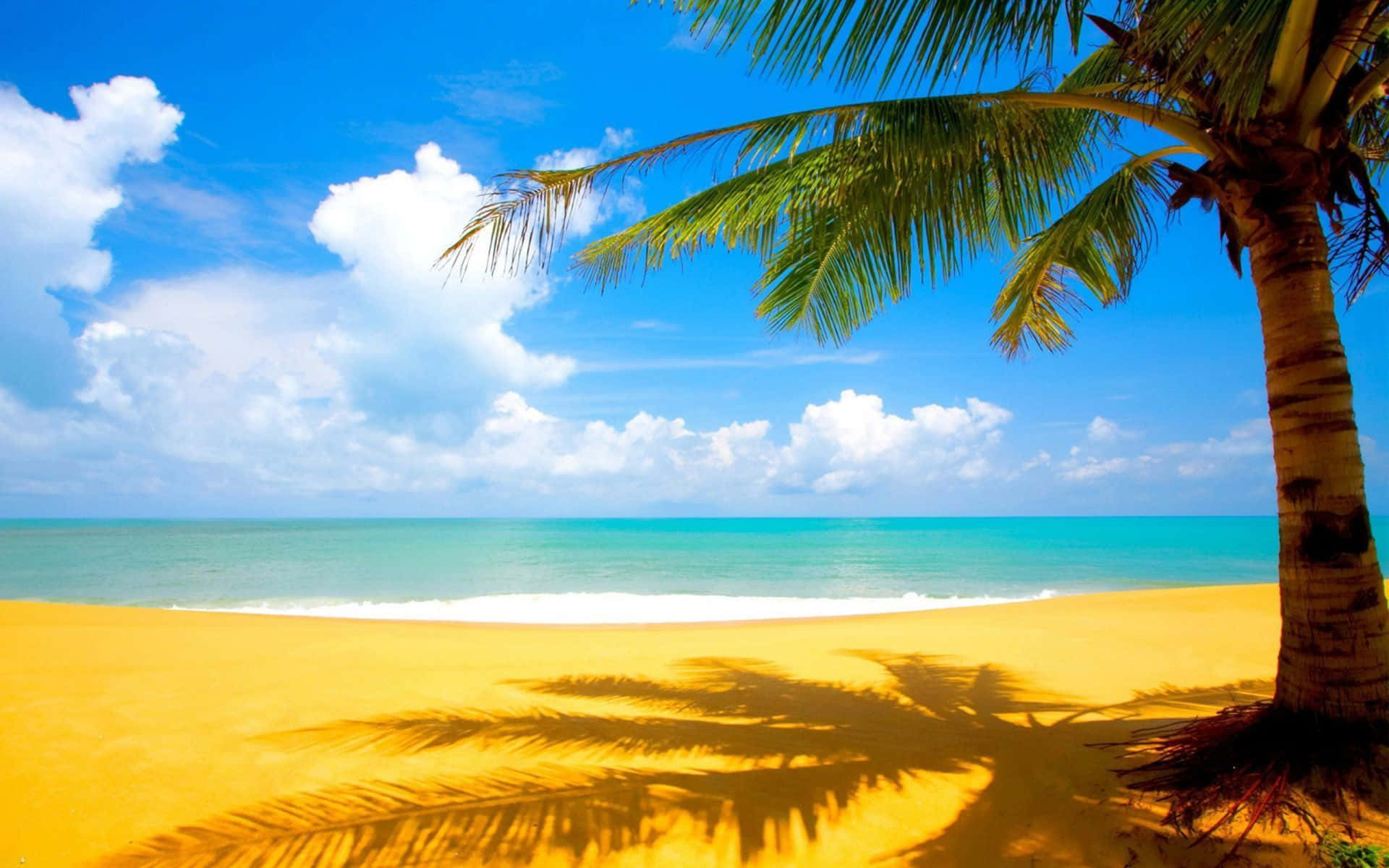 Palm Tree Shadow Beach Background