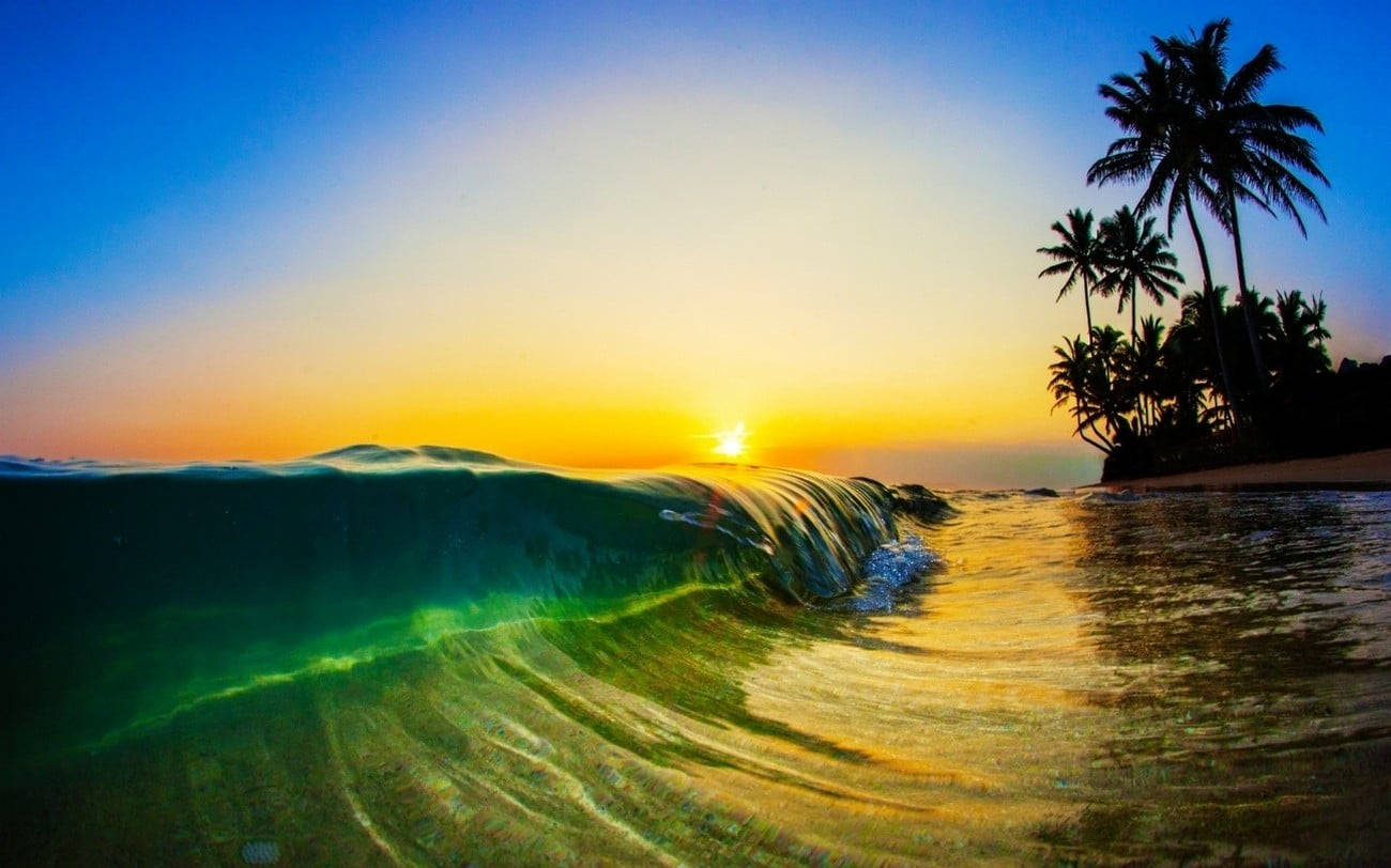 Palm Tree Sunset Beach Background