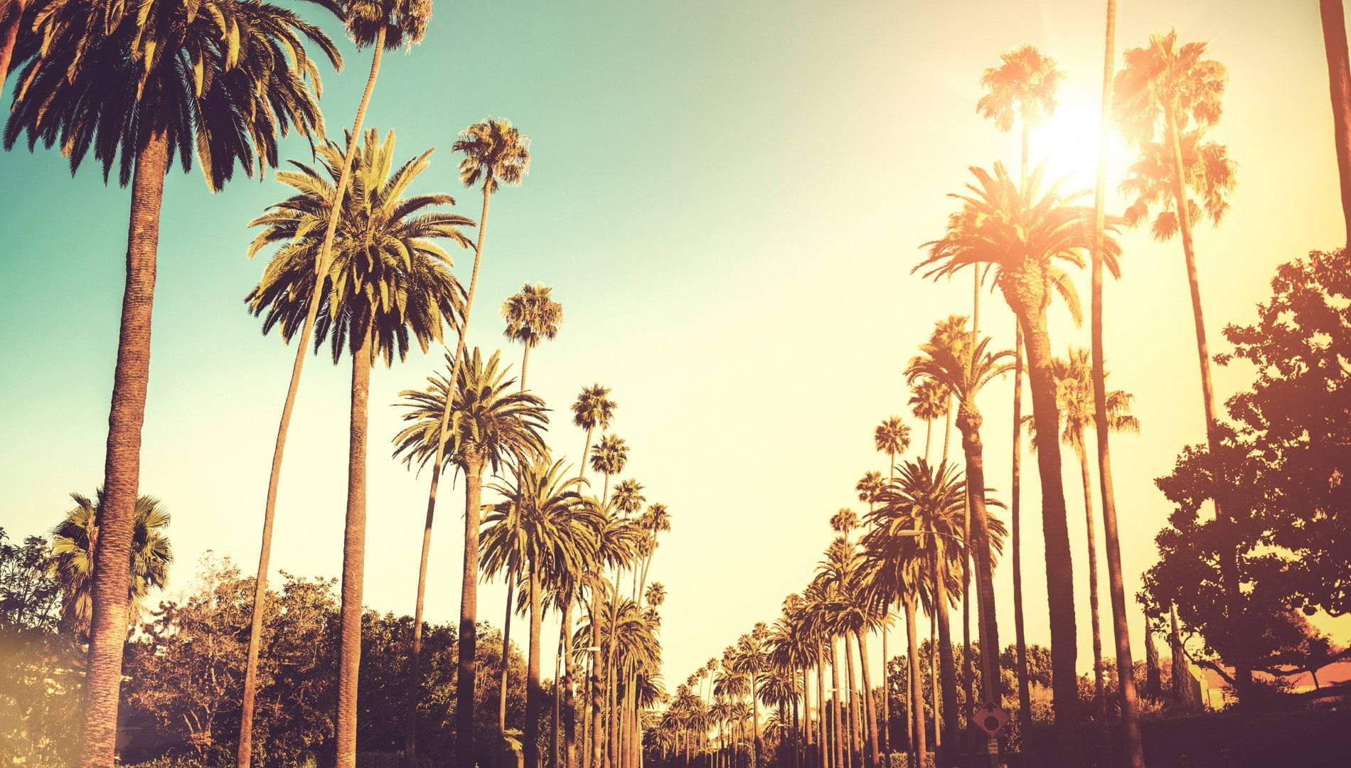 Palm Tree Sunset Beverly Hills Background