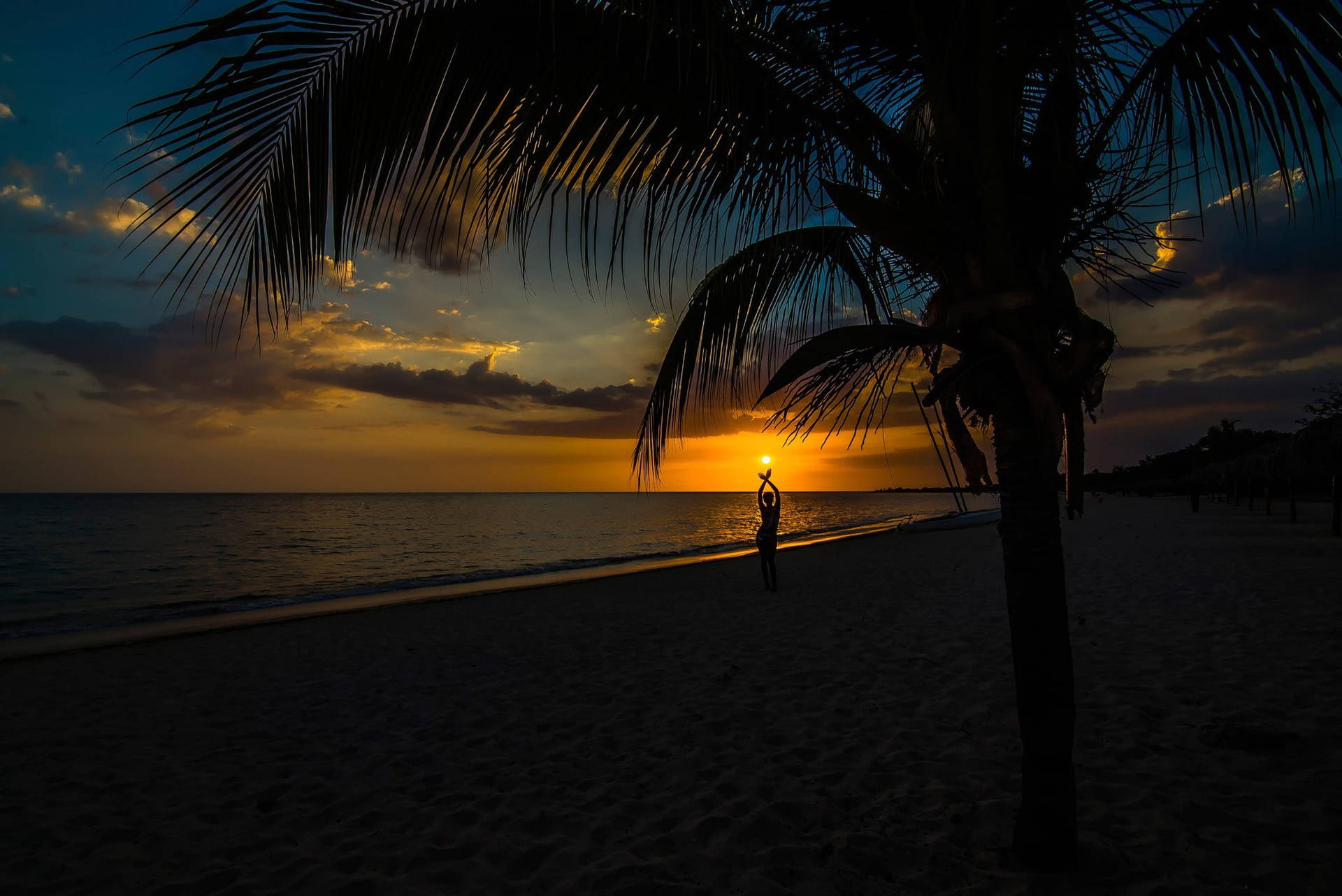 Palm Tree Sunset Dark Background