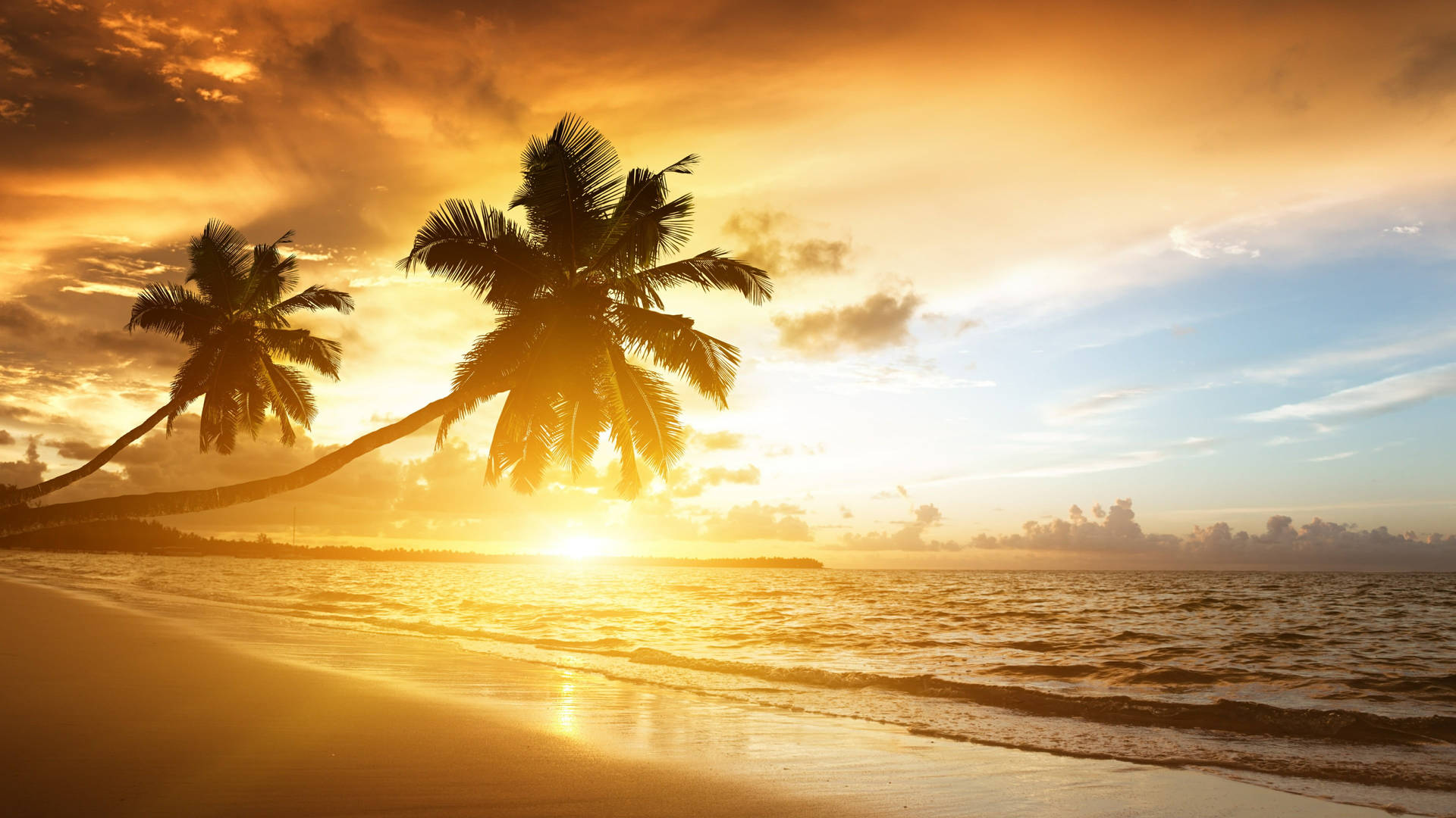 Palm Tree Sunset India Background