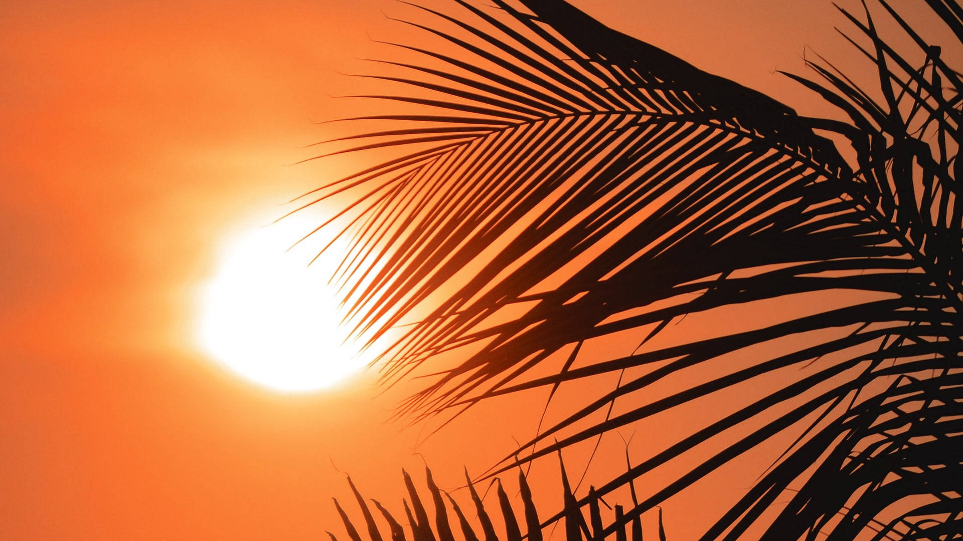 Palm Tree Sunset Leaves Background