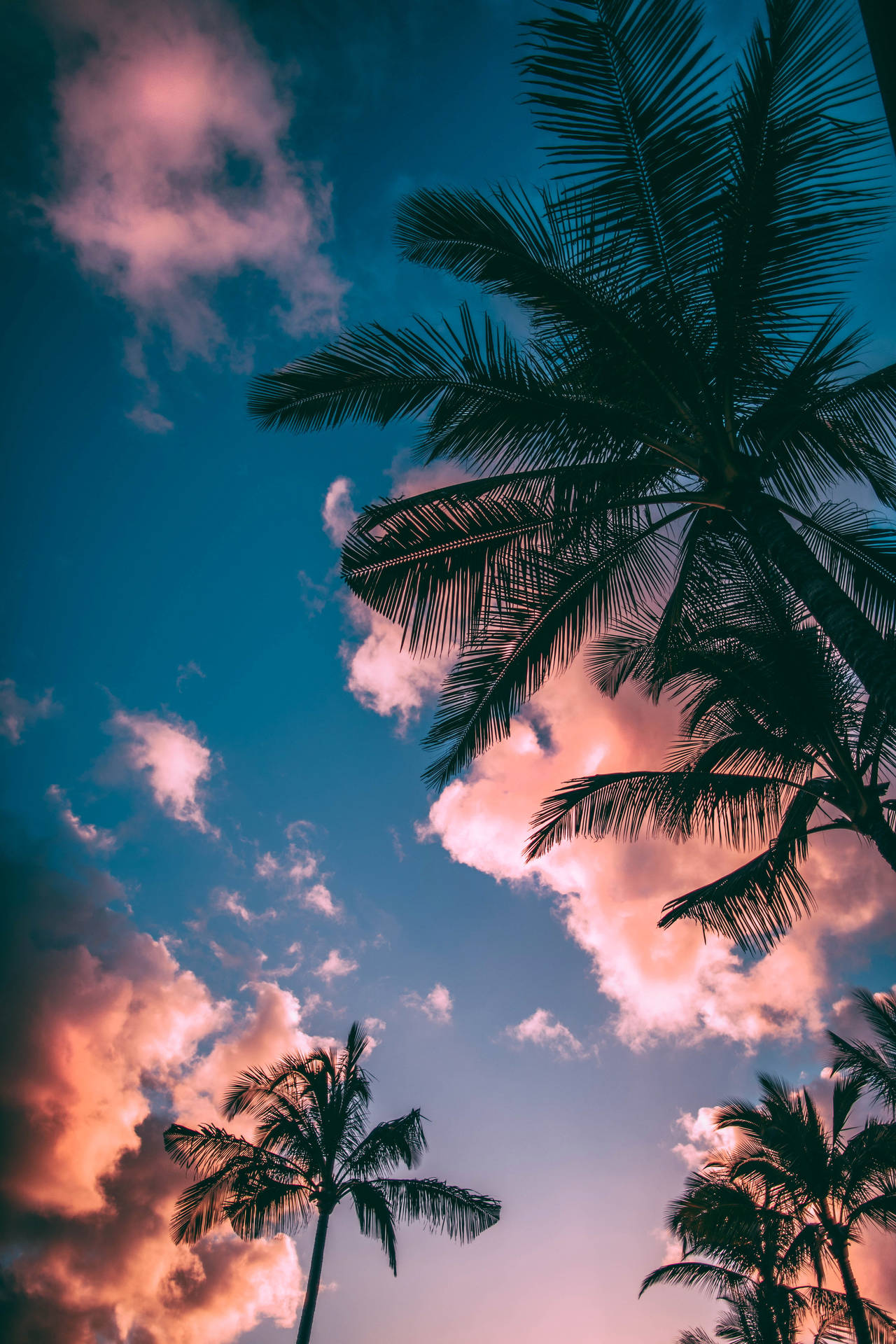 Palm Tree Sunset Pink Clouds