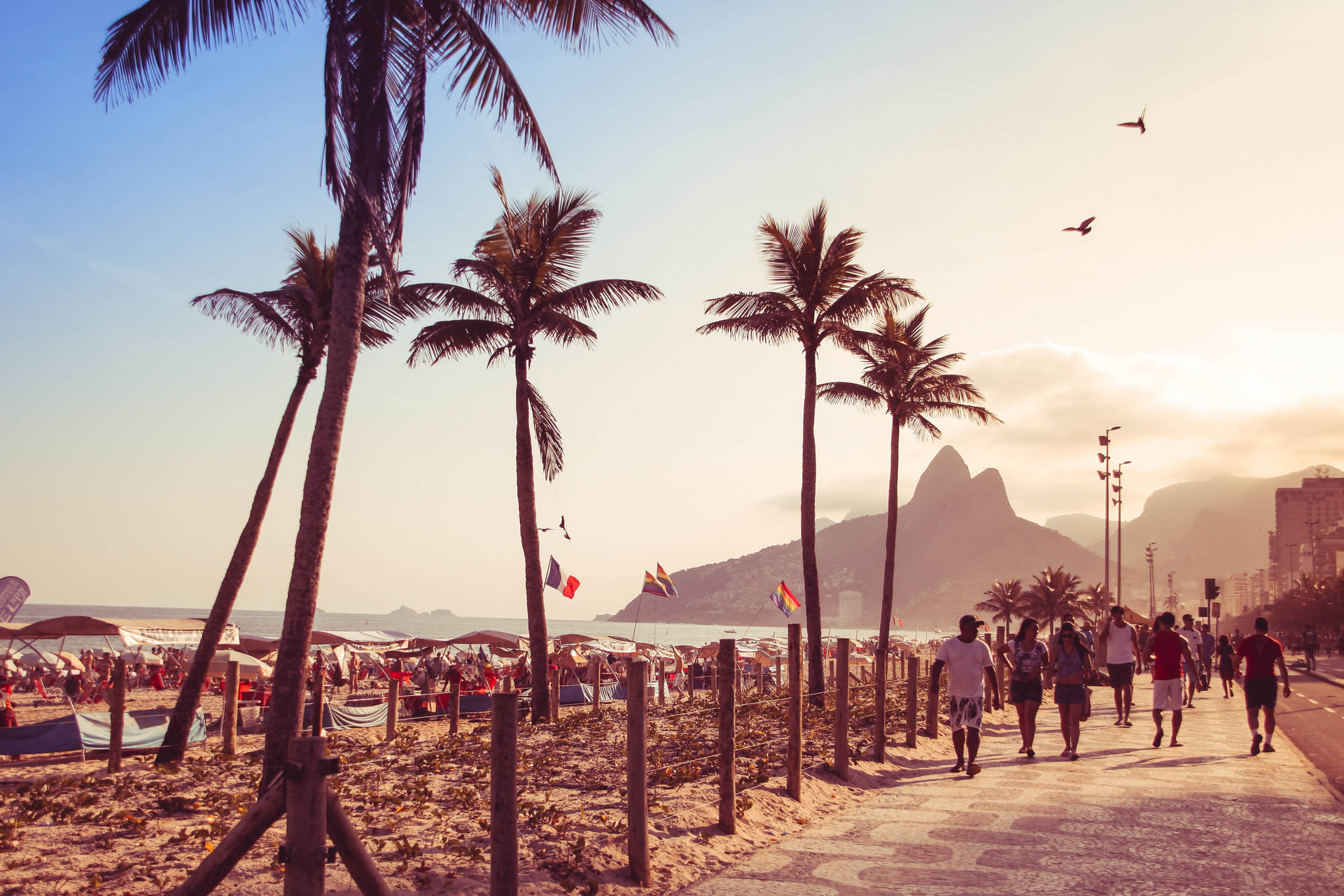 Palm Tree Sunset Rio De Janeiro