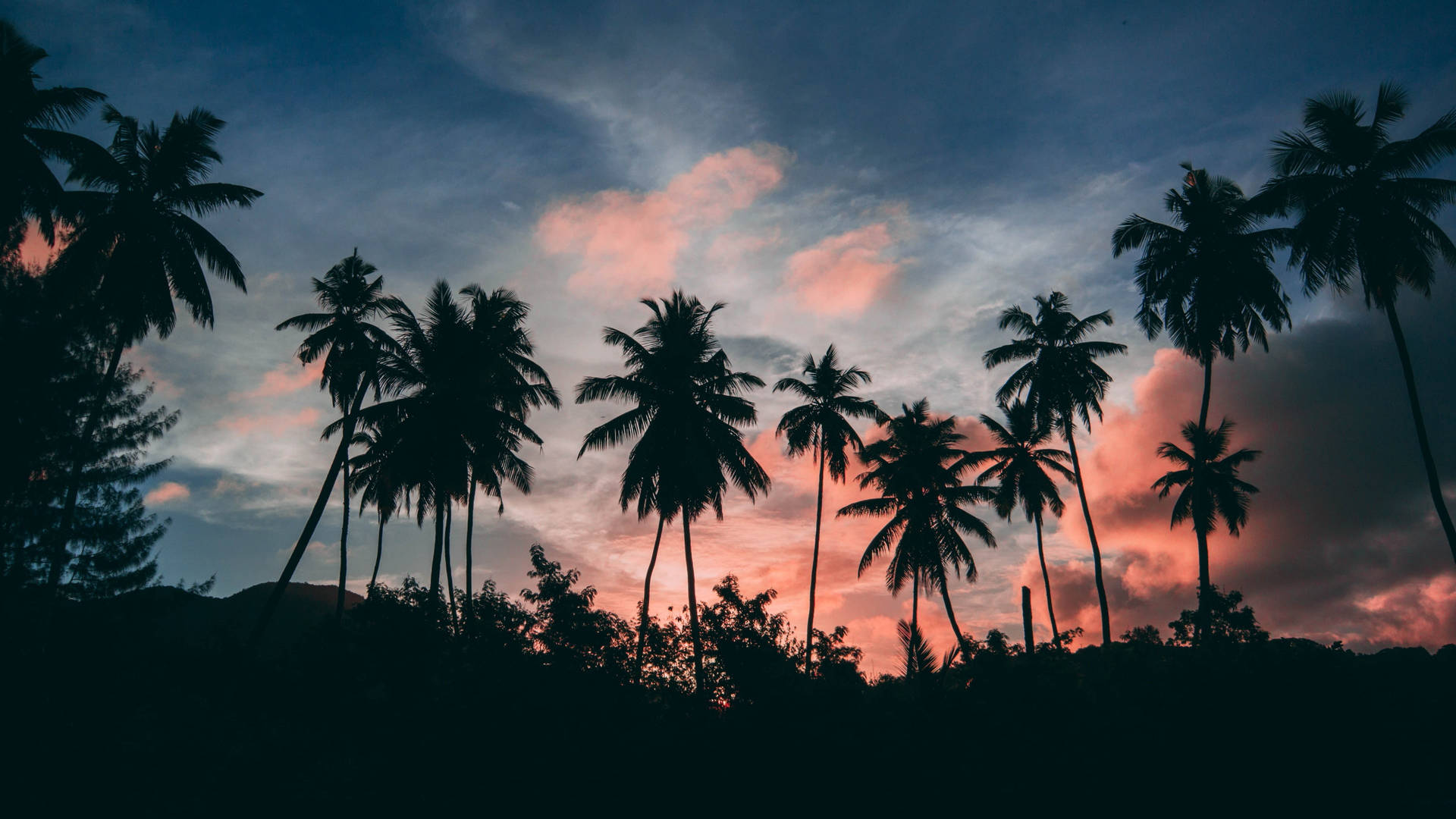 Palm Tree Sunset Tropical Background