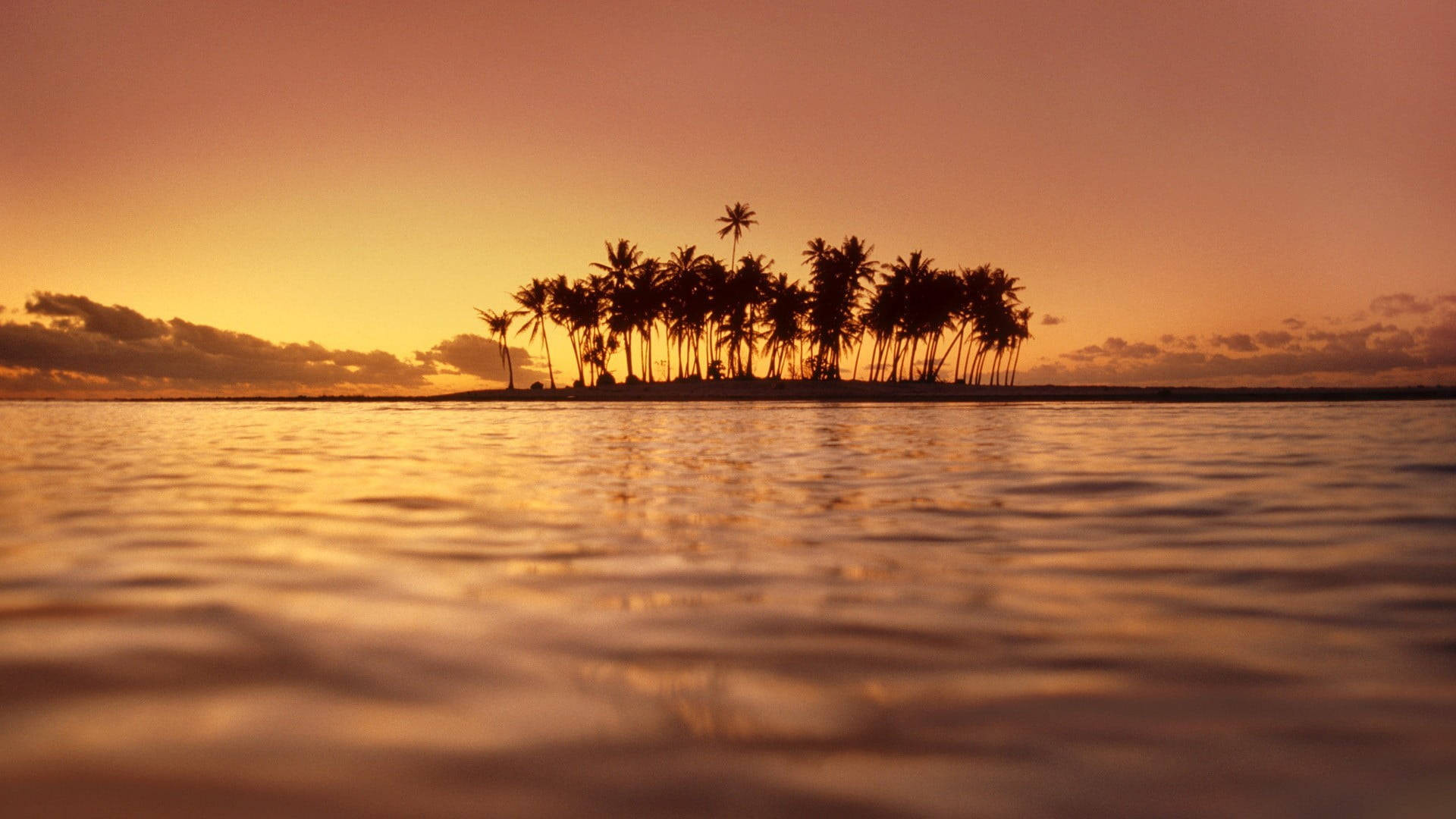 Palm Tree Sunset Water Background