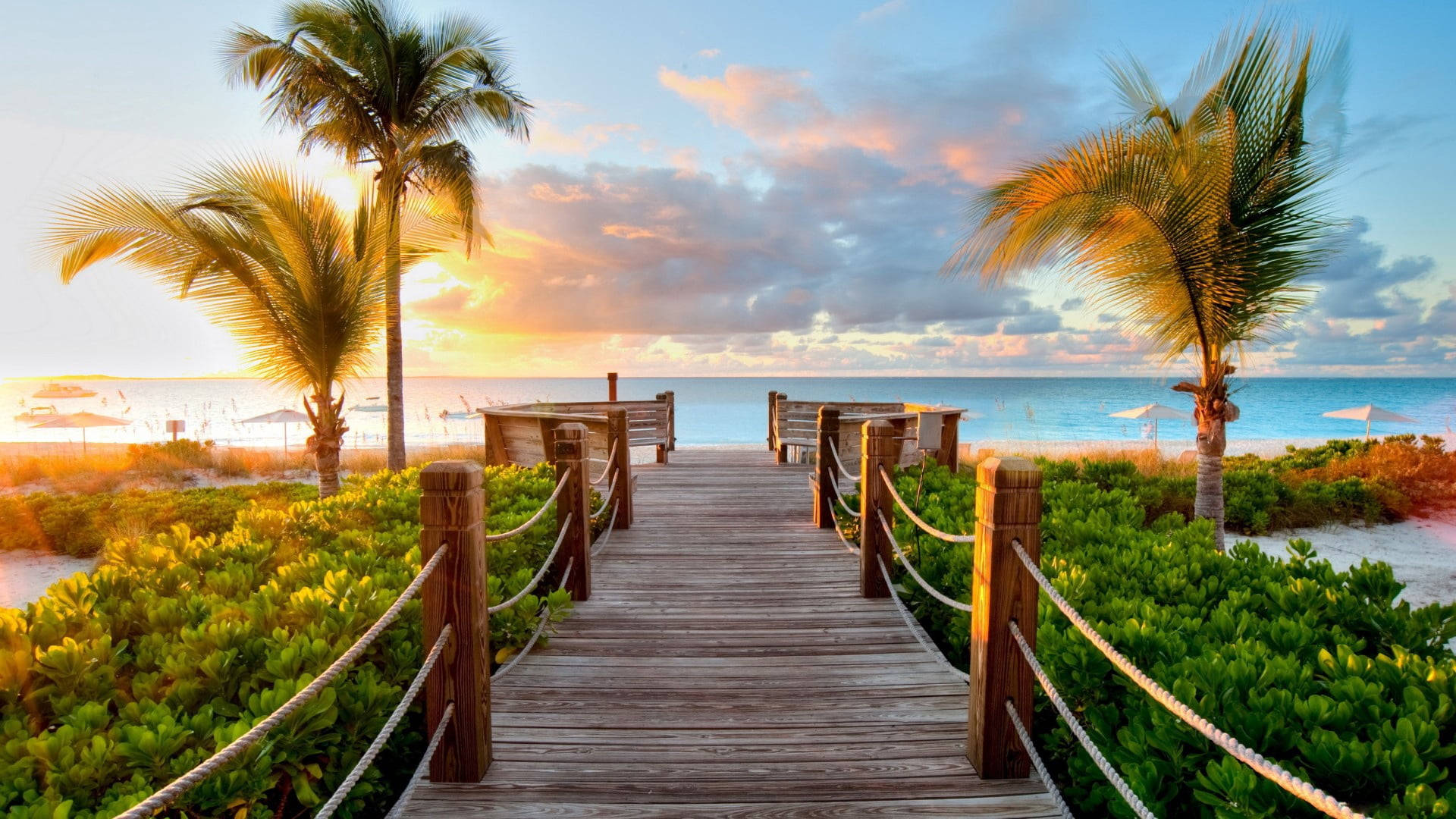 Palm Tree Sunset Wooden Dock Background