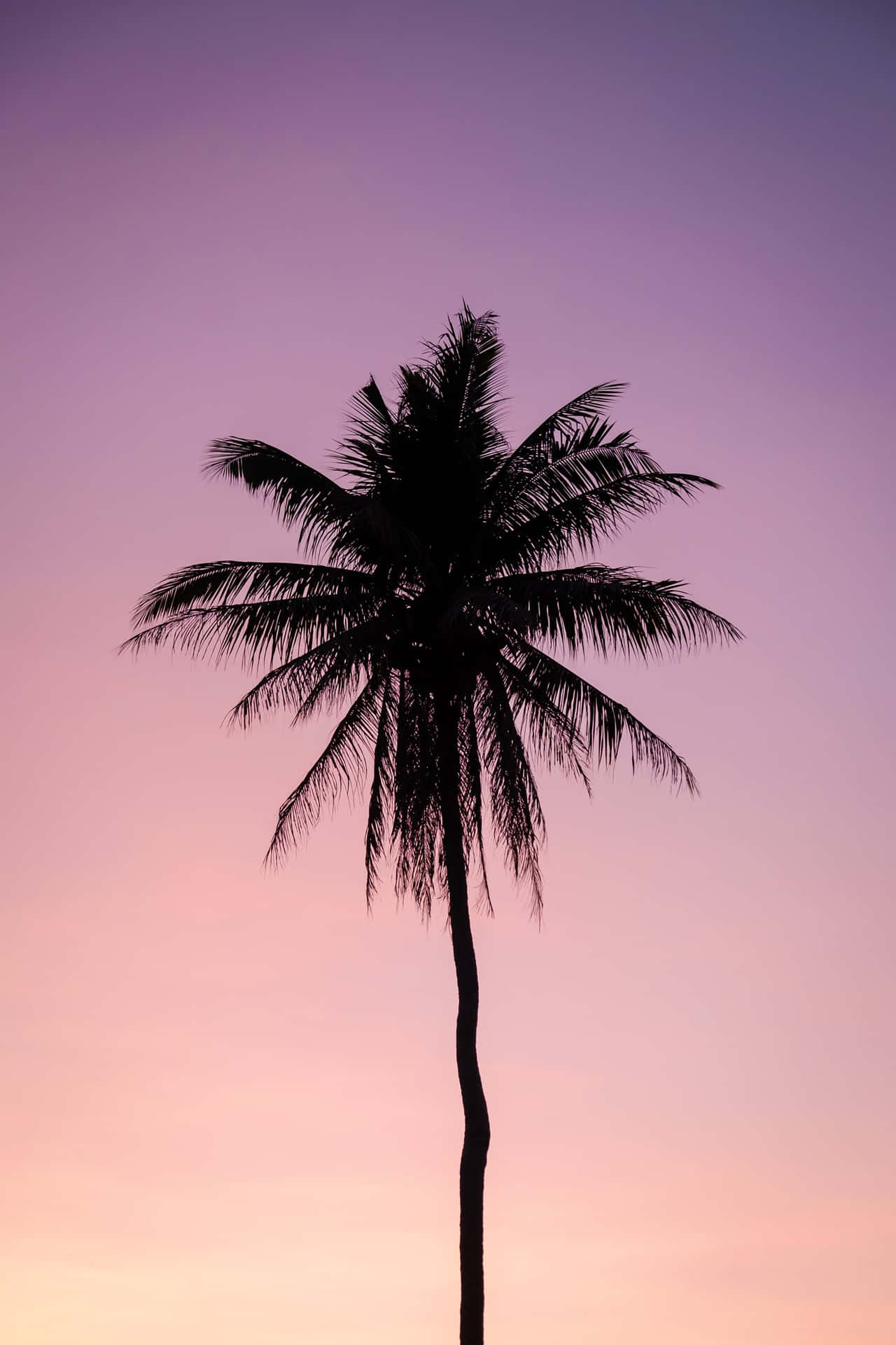 Palm Tree Tumblr Photography Iphone Aesthetic Background
