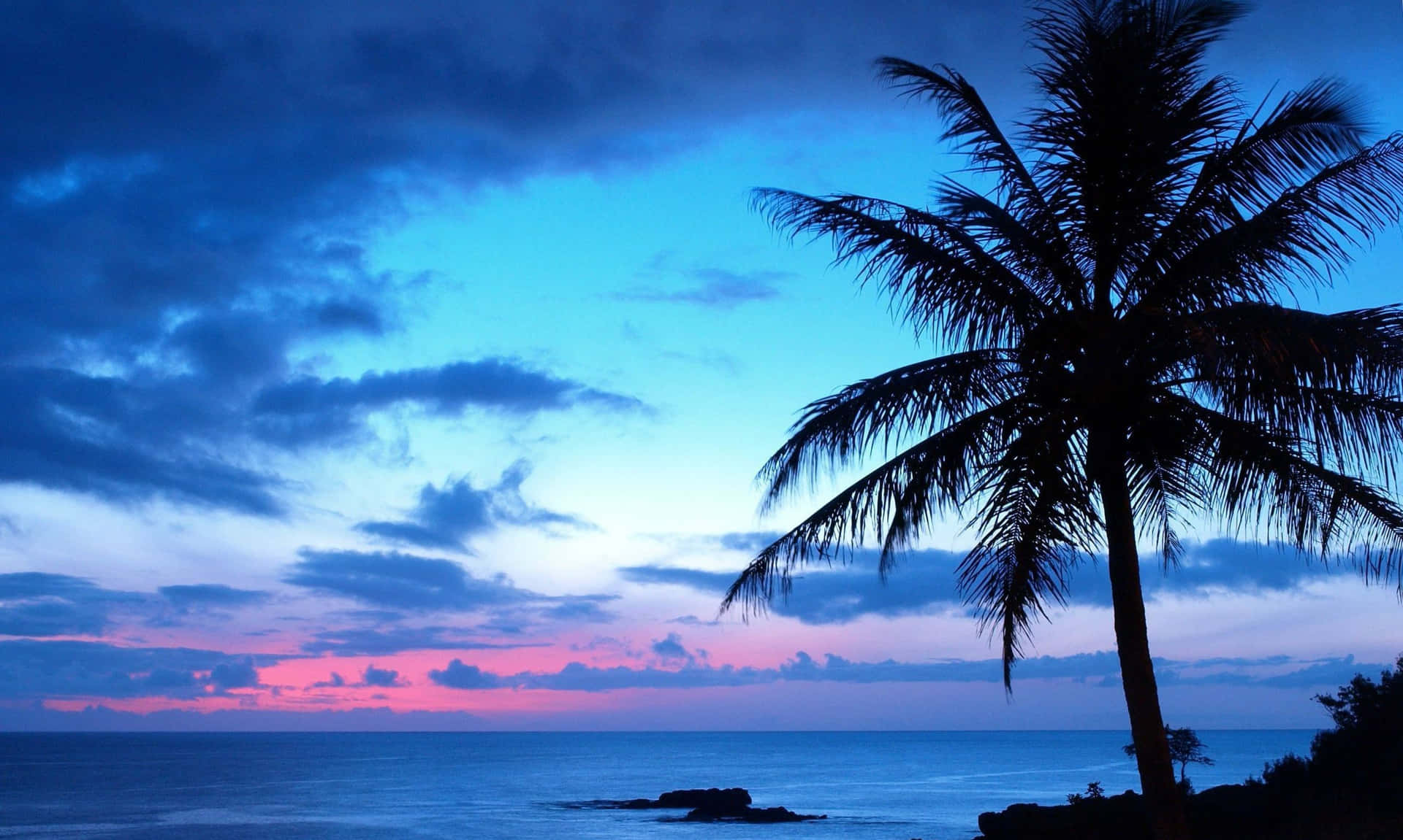 Palm Tree With A Blue And Purple Sunset Background