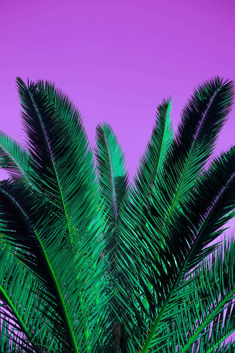 Palm Tree With Purple Sky Background