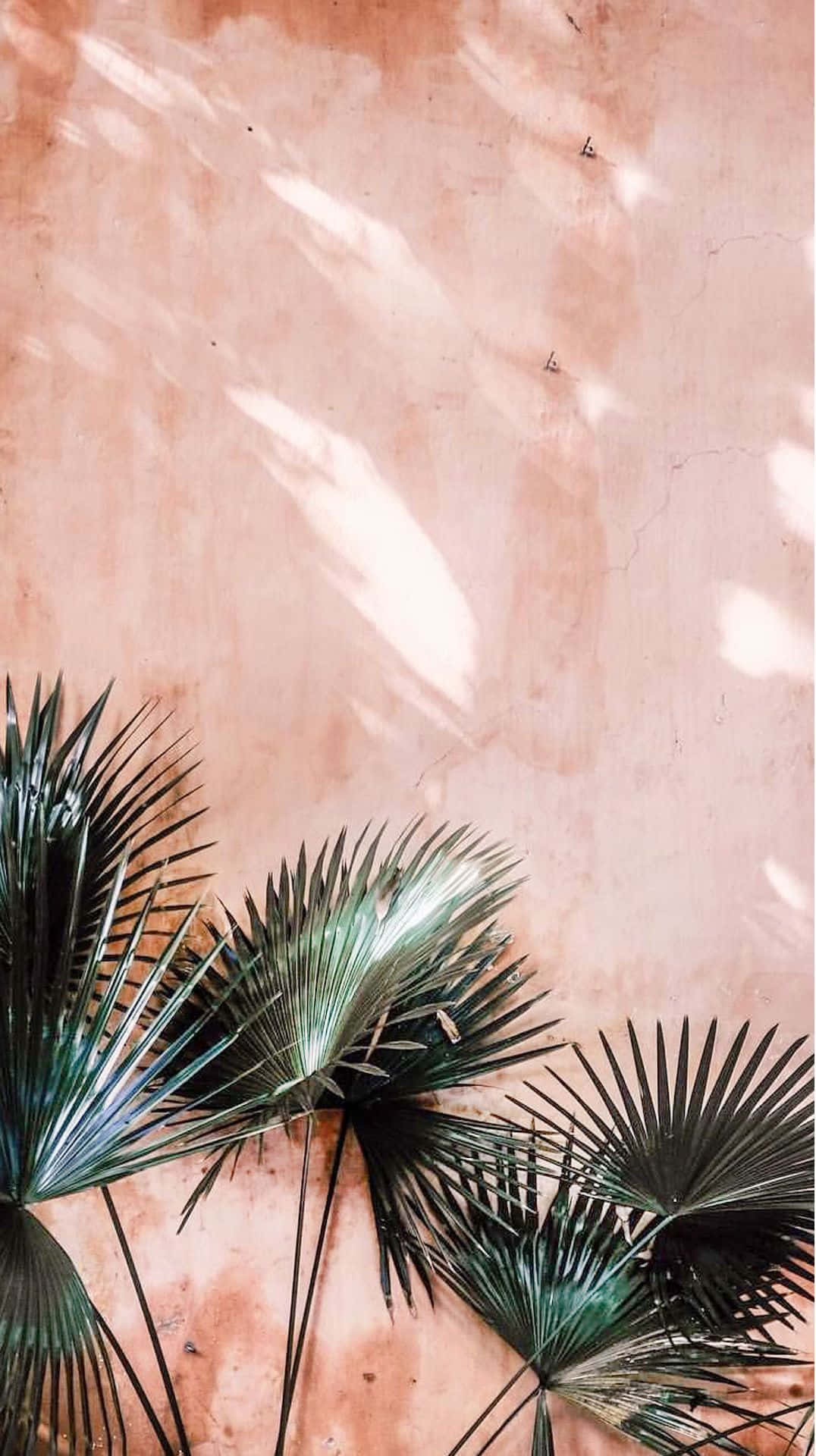 Palm Trees Against A Pink Wall Background