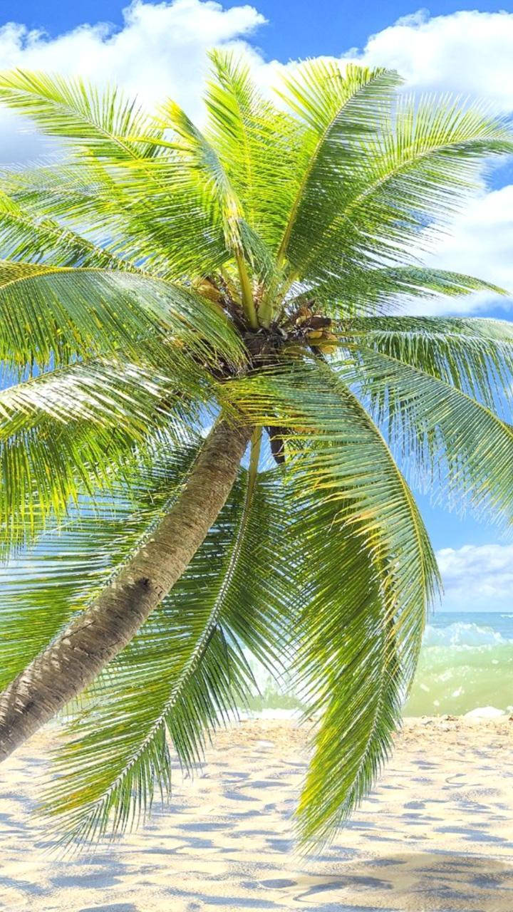 Palm Trees And Sandy Islands Background