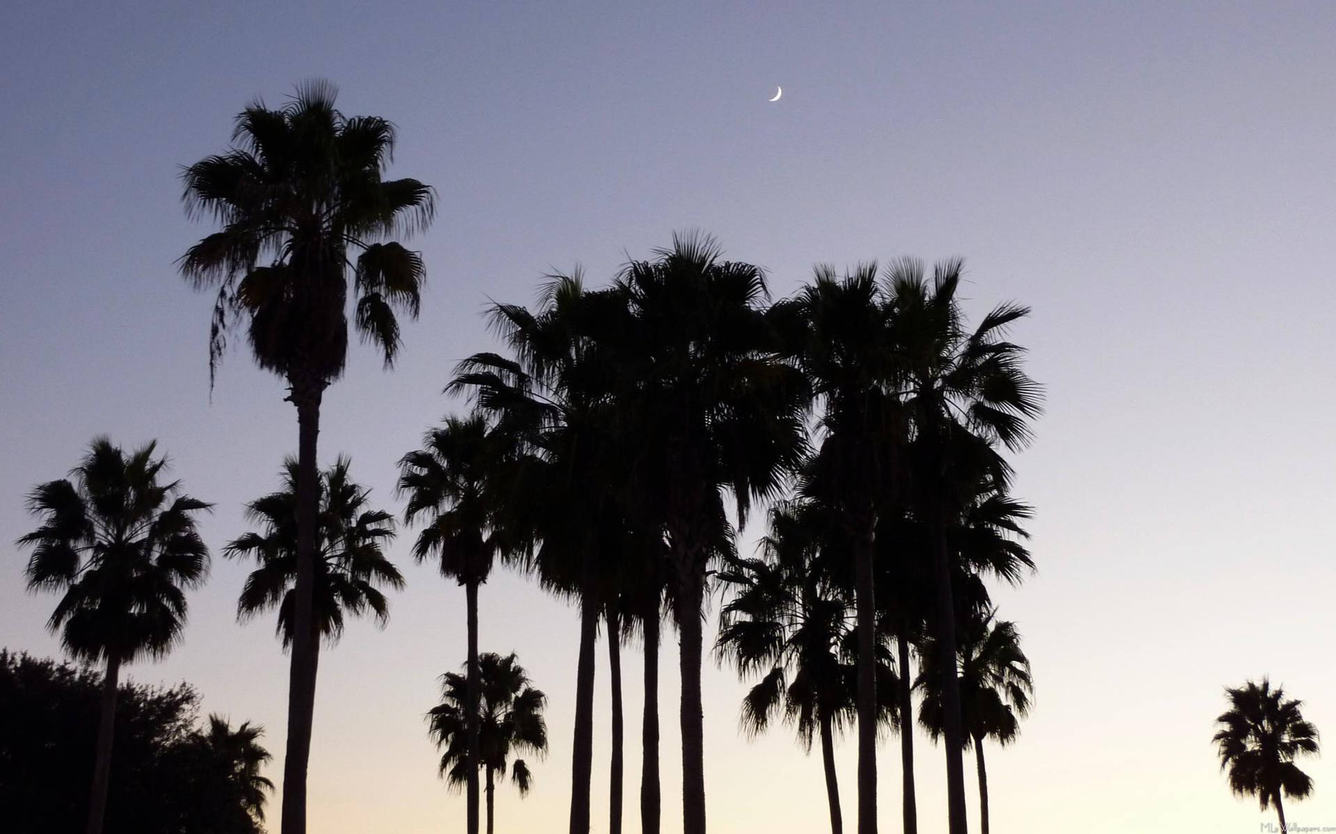 Palm Trees At Sunset In Hollywood