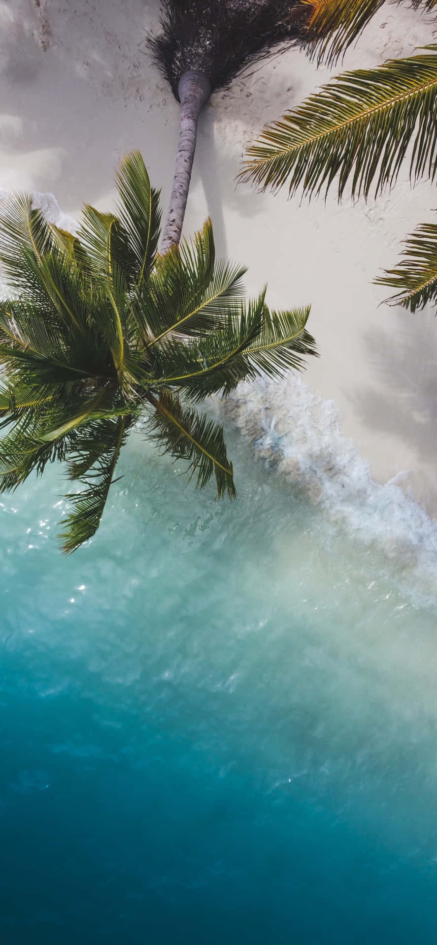 Palm Trees Beach Aerial Drone Shot