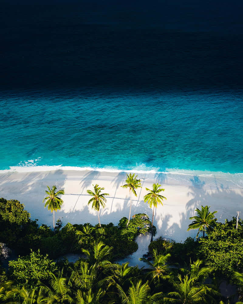 Palm Trees Beach Aerial View