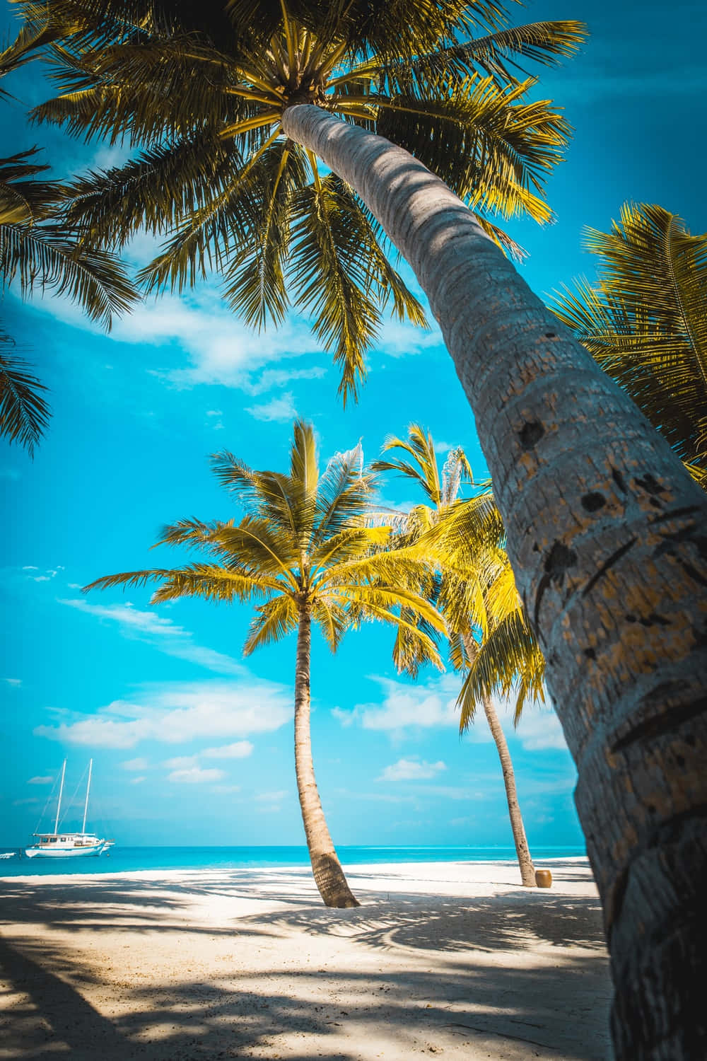 Palm Trees Beach Cyan Blue Sky