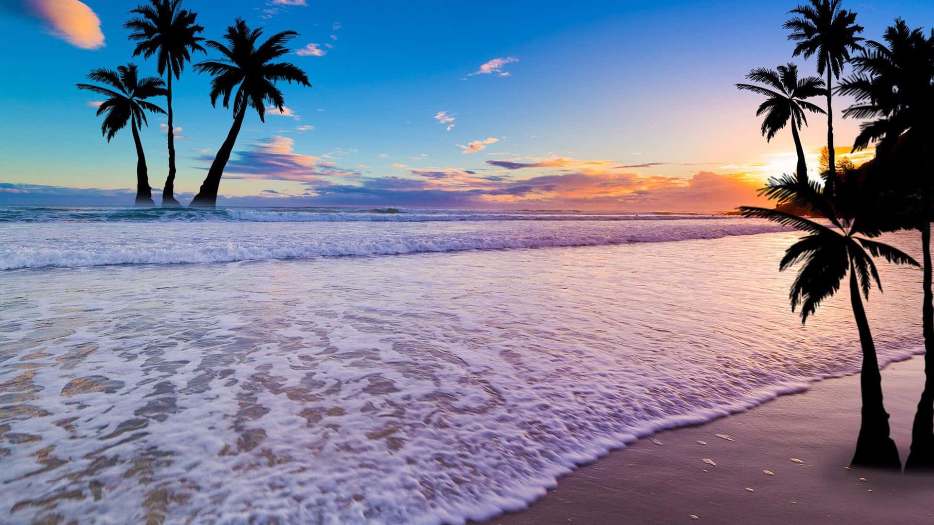 Palm Trees Beach Palmera Playa Background