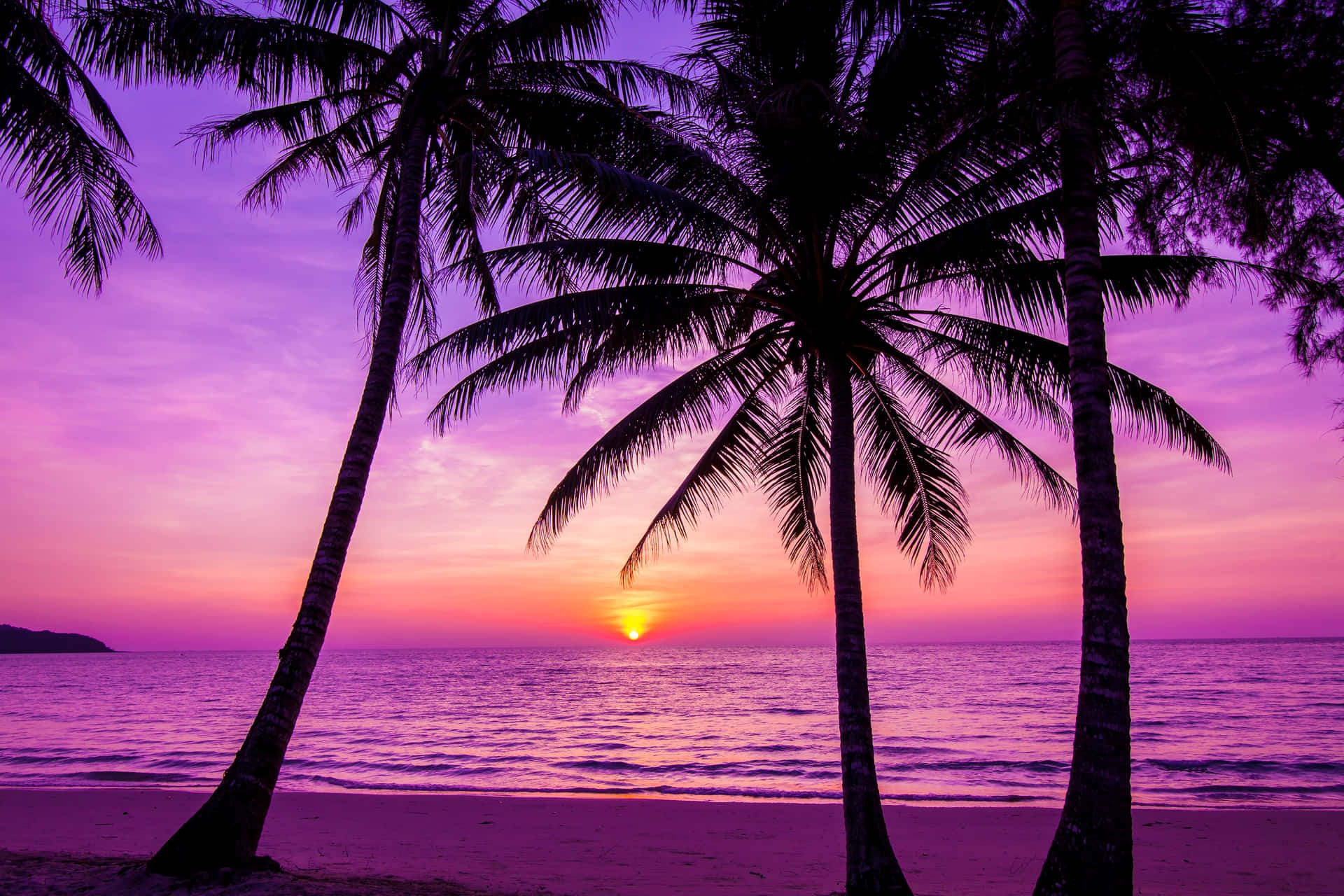 Palm Trees Beach Purple Sunset Silhouette Background