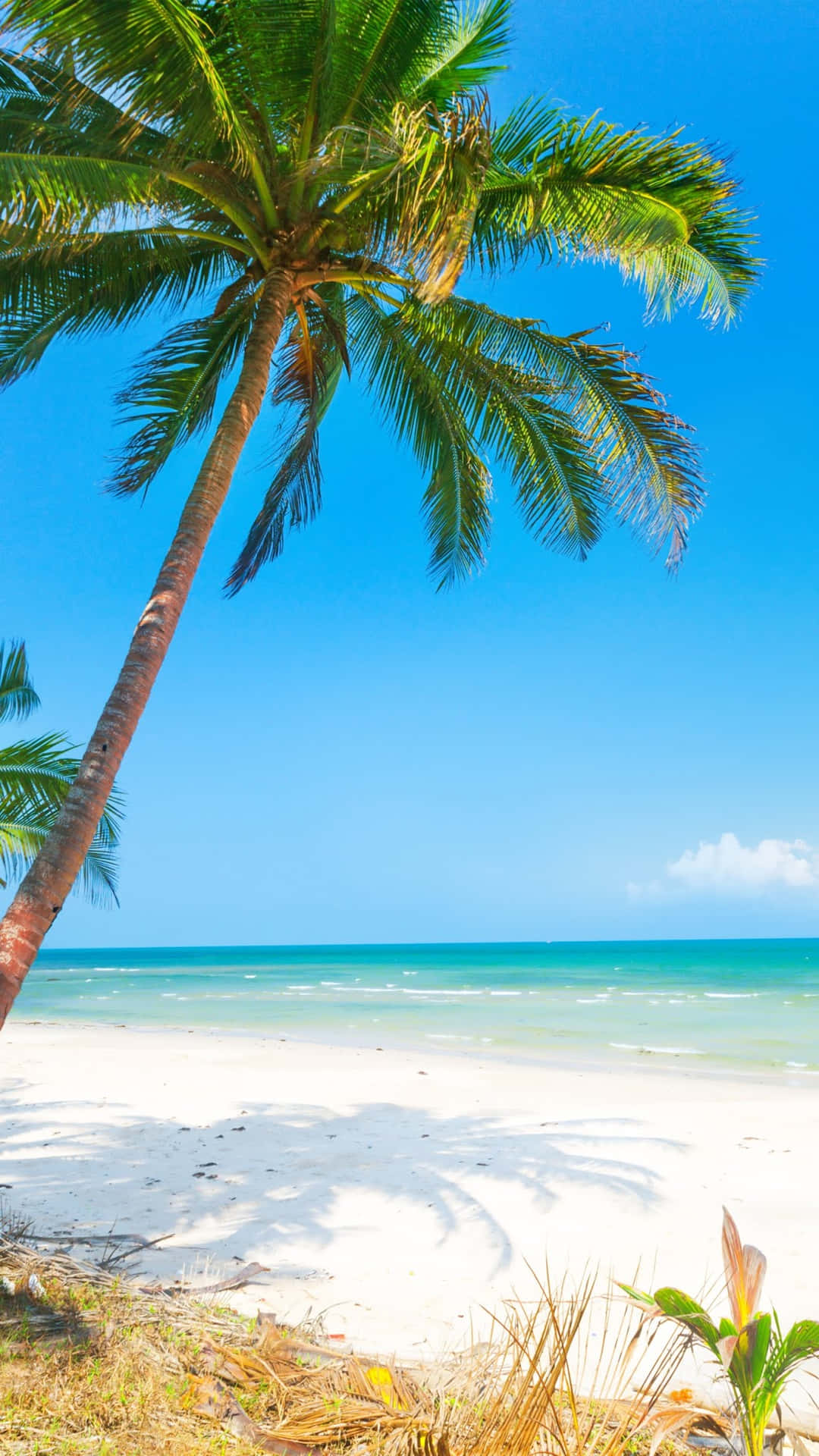 Palm Trees Beach Relaxing Summer Background