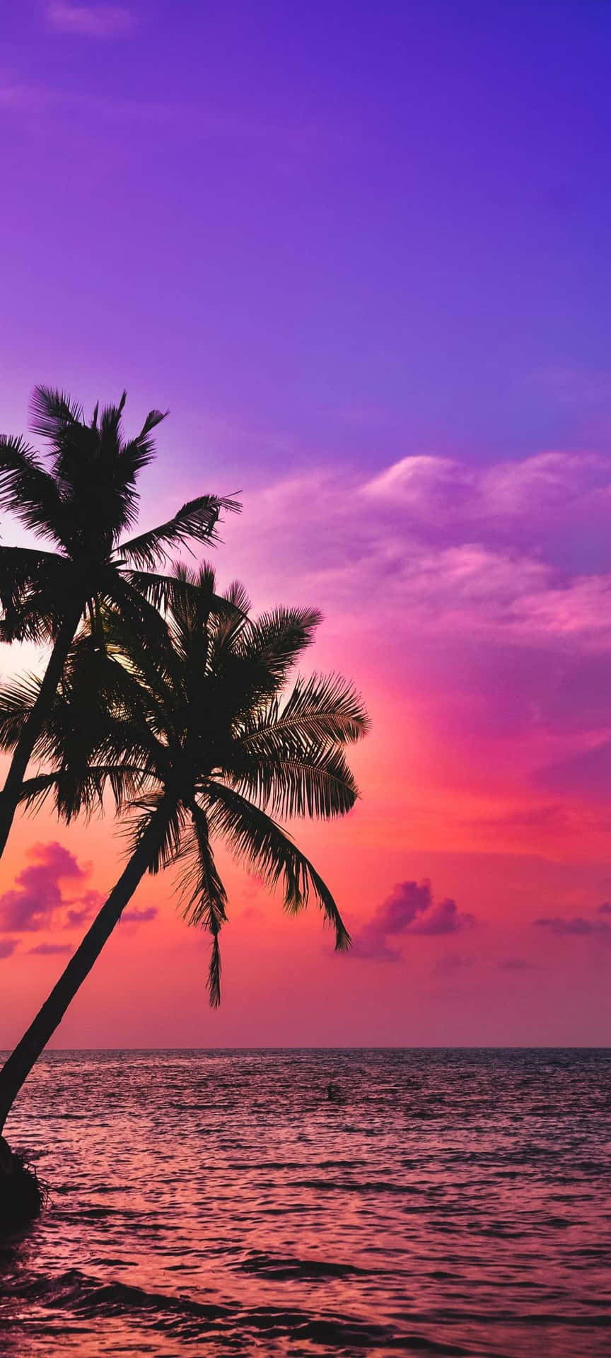 Palm Trees Beach Scenic Sunset Malibu Background