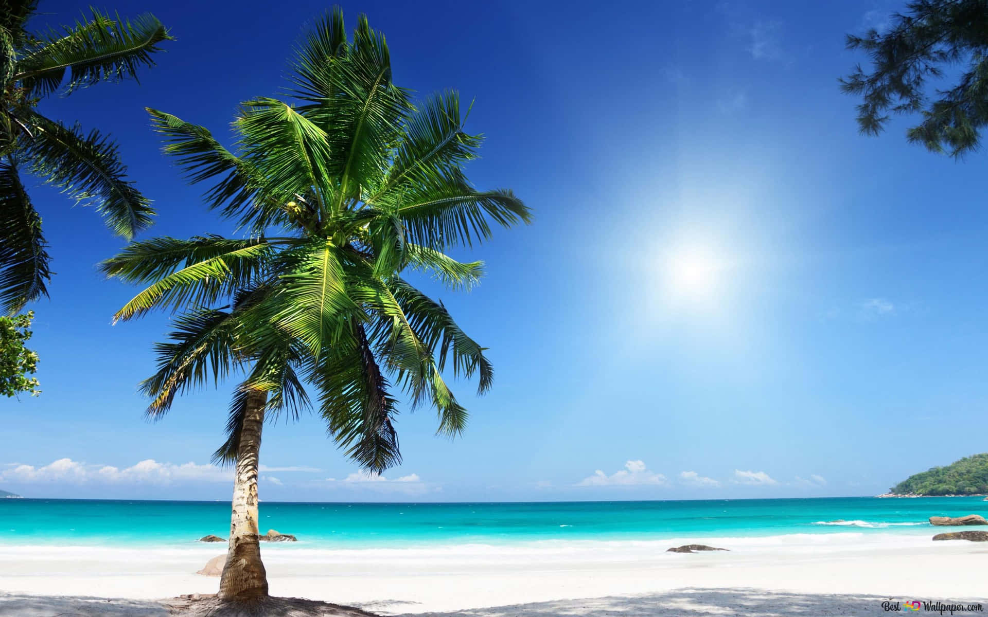 Palm Trees Beach Summer Holiday Background