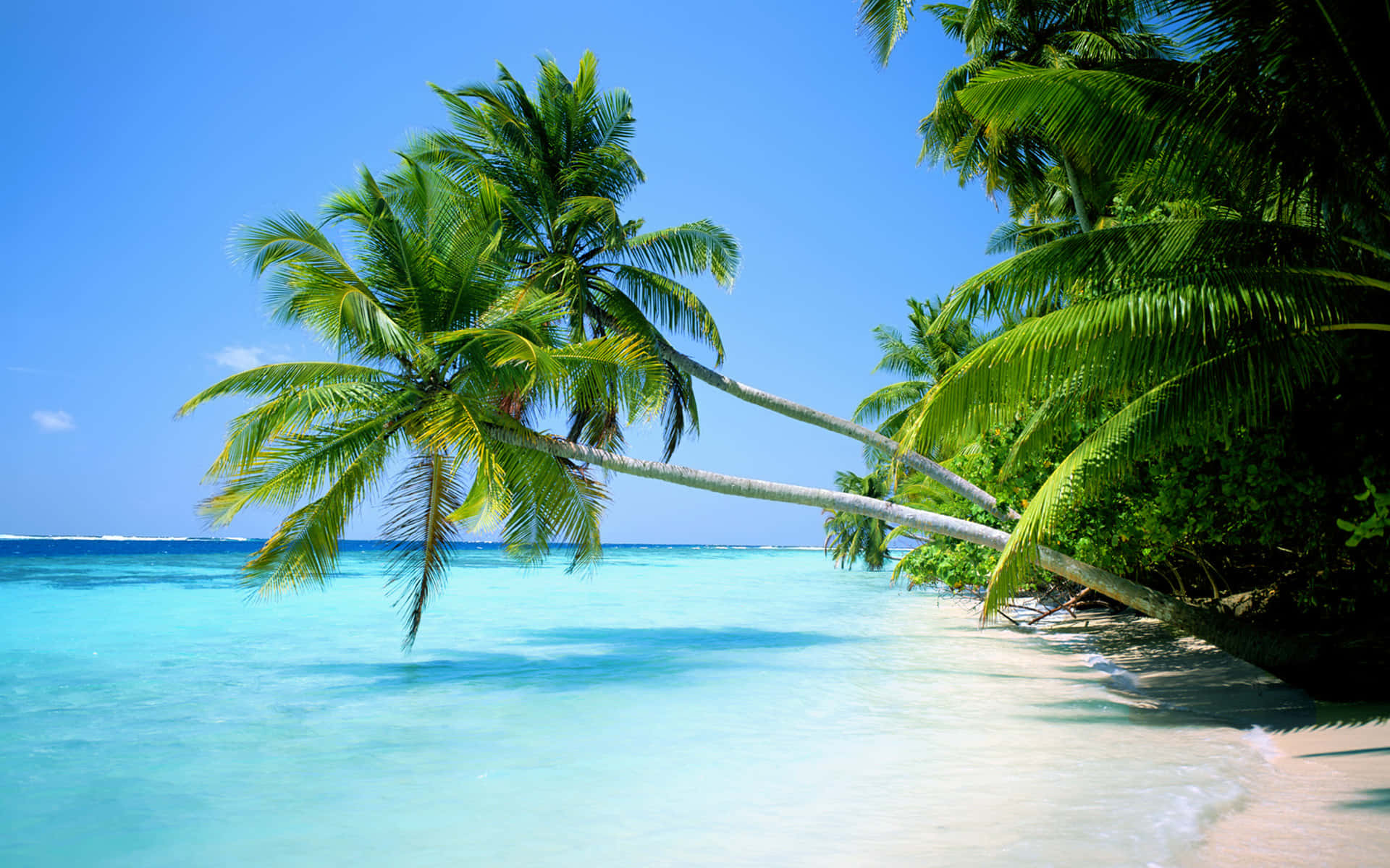 Palm Trees Beach Summer Paradise Background