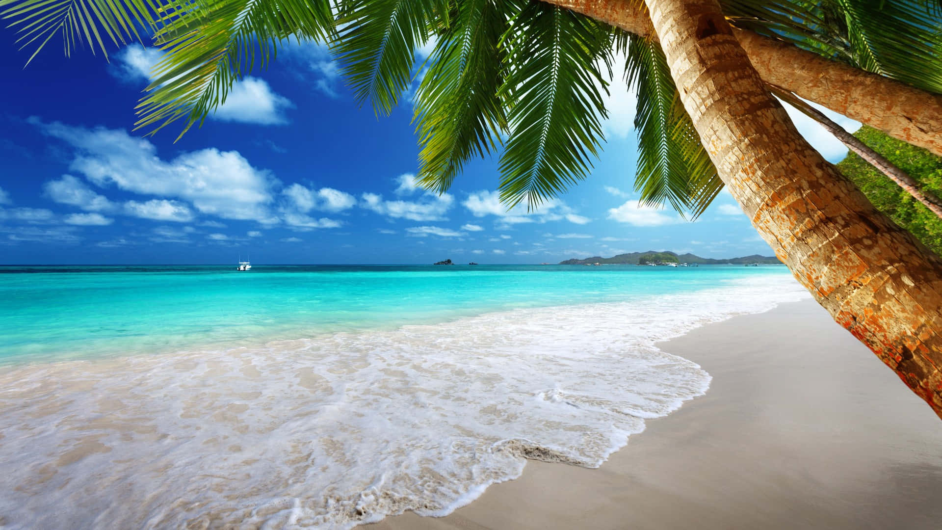 Palm Trees Beach Summer Waves Background