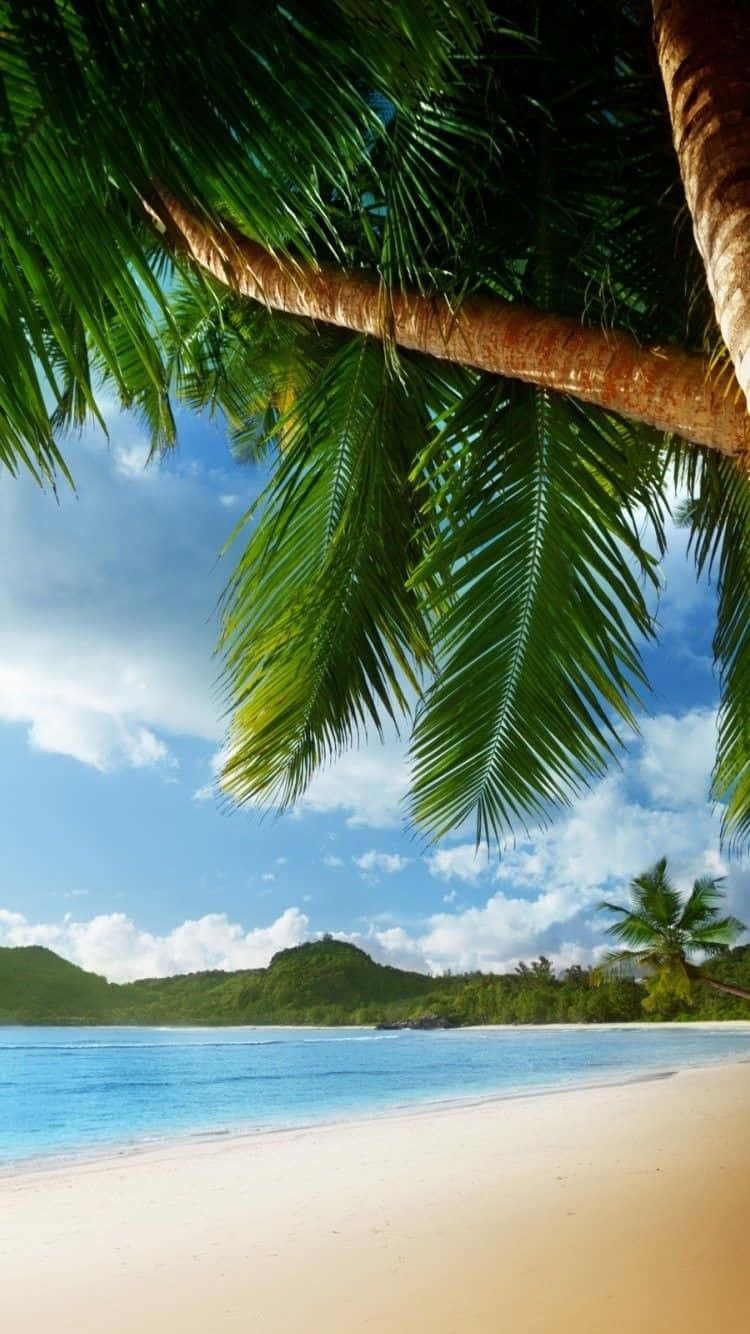 Palm Trees Beach Tropical Island Hawaii Background