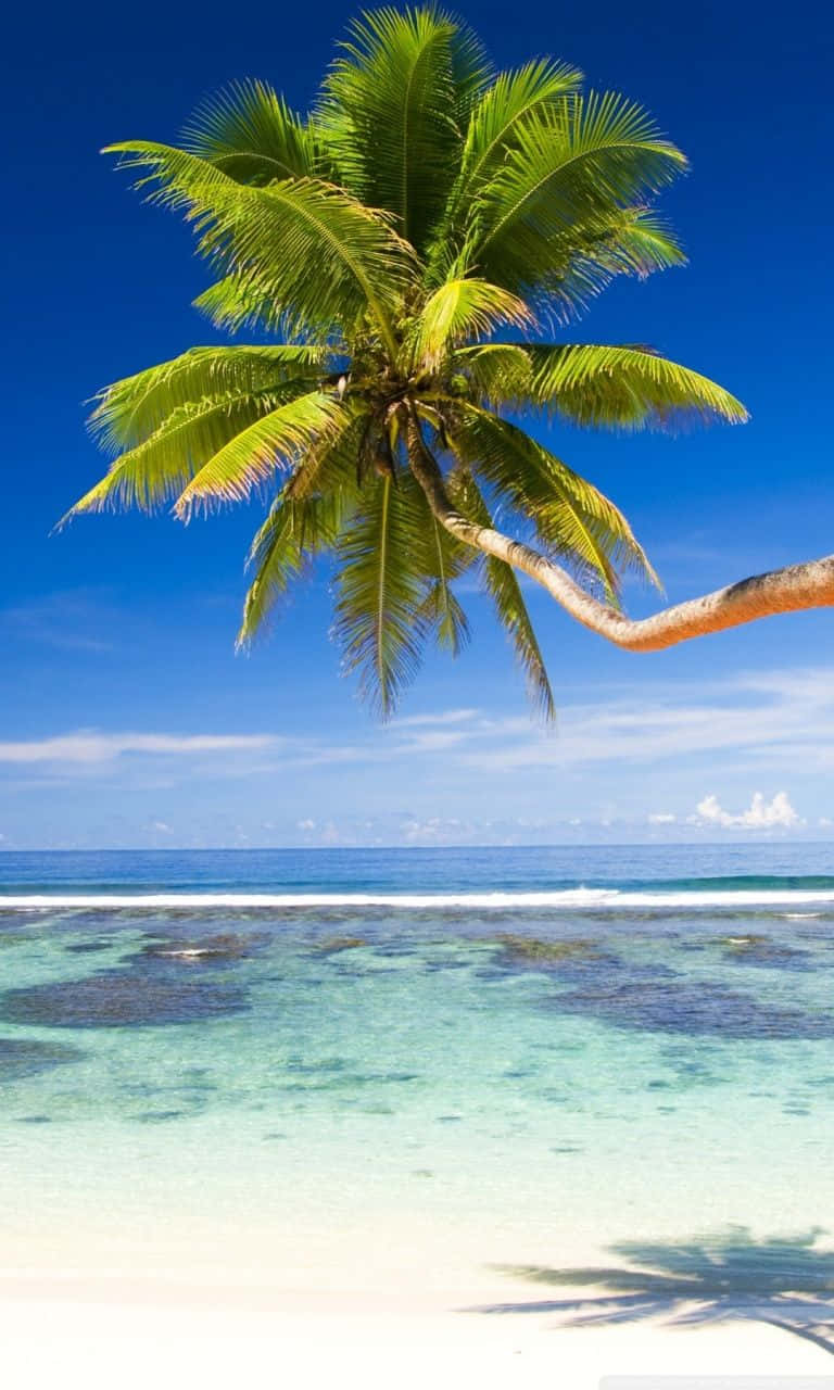 Palm Trees Beach View Clear Waters Background