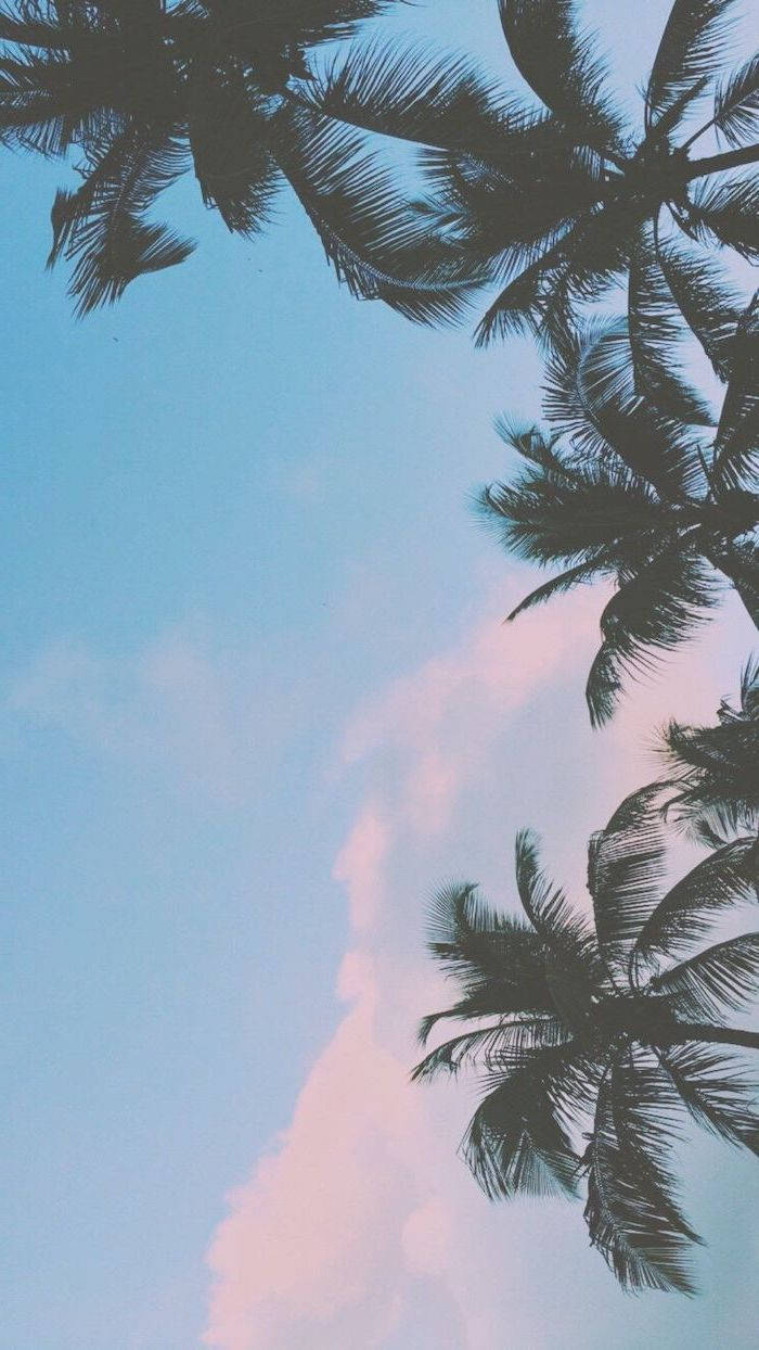 Palm Trees Blue Sky Background