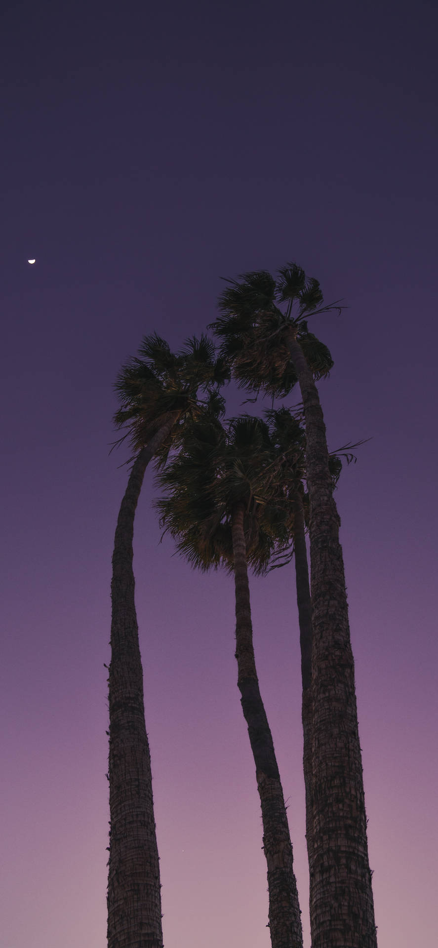 Palm Trees Dark Purple Sky