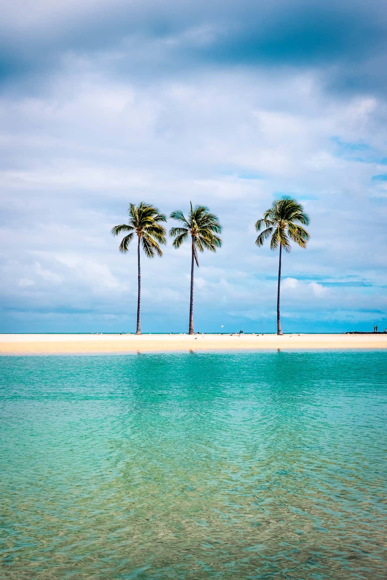 Palm Trees Hilton Resort Waikiki Beach Background