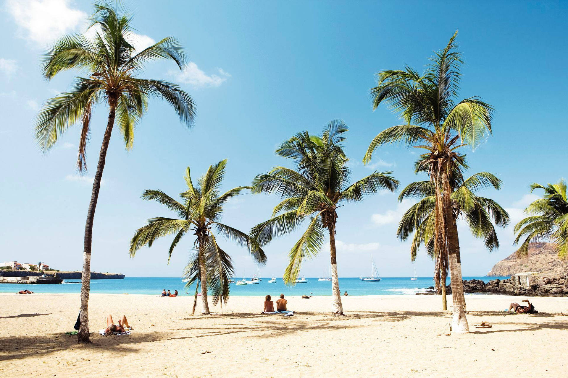 Palm Trees In Cape Verde Beach