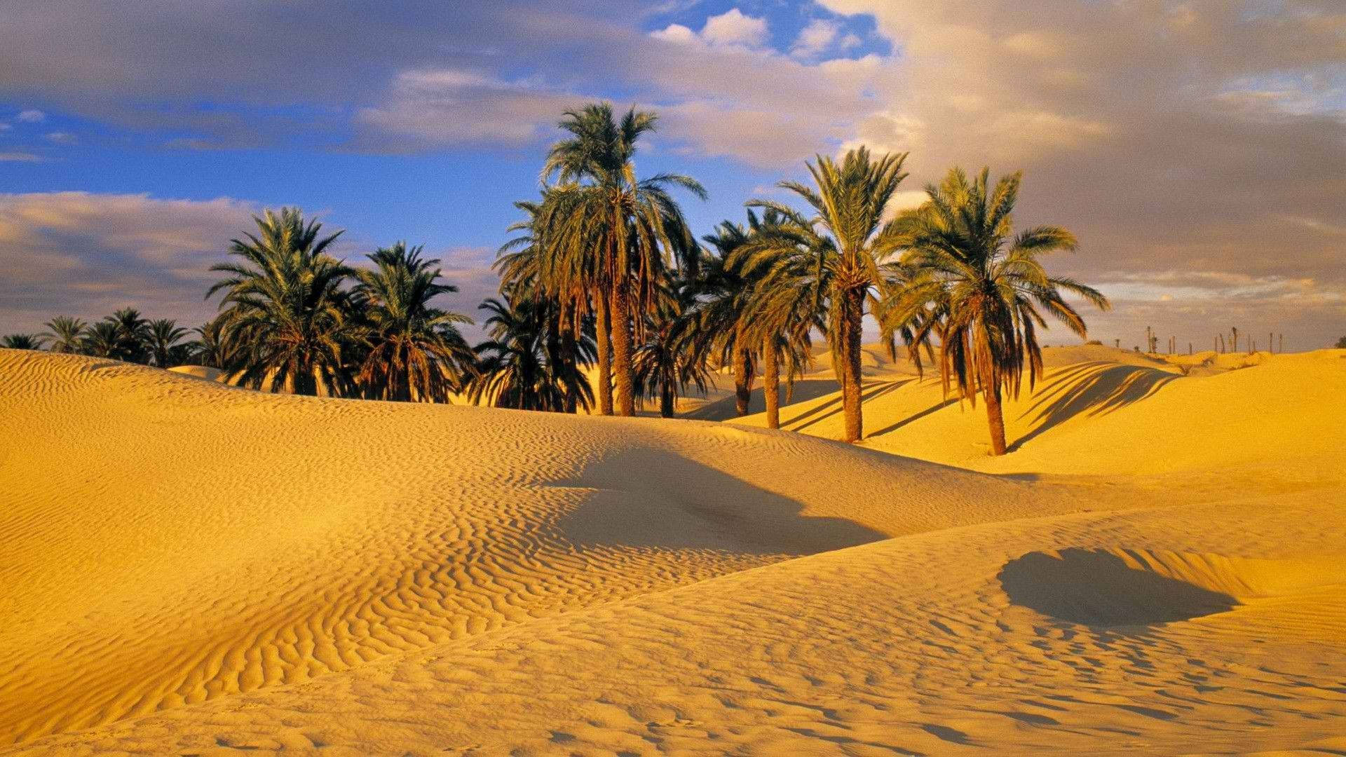 Palm Trees In Desert Background