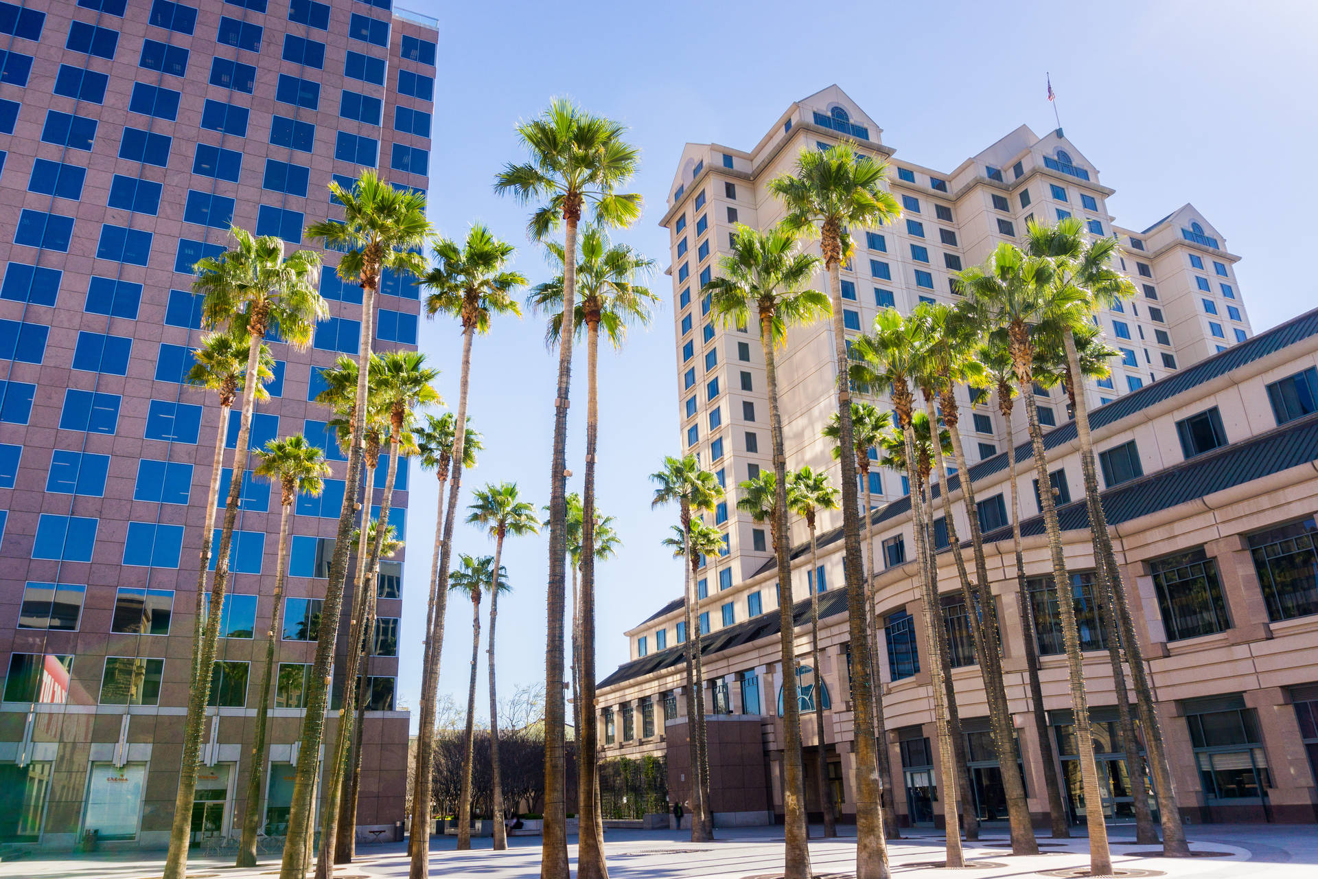 Palm Trees In Front Of Tall Buildings Background